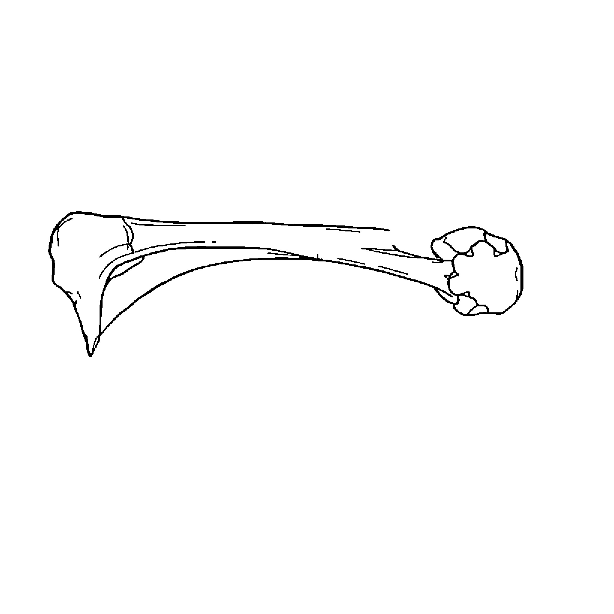 Humerus Skeletal Anatomy Illustration Coloring Page (free black-and-white line drawing printable PDF for all, from beginners to advanced learners, including children, teens, adults, and seniors)