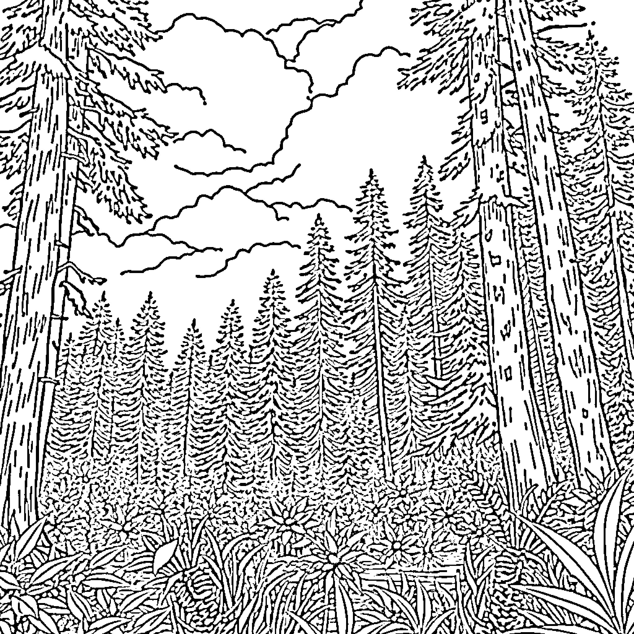 Woodland scenery with towering trees and cloudy skies Coloring Page (free black-and-white line drawing printable PDF for all, from beginners to advanced learners, including children, teens, adults, and seniors)