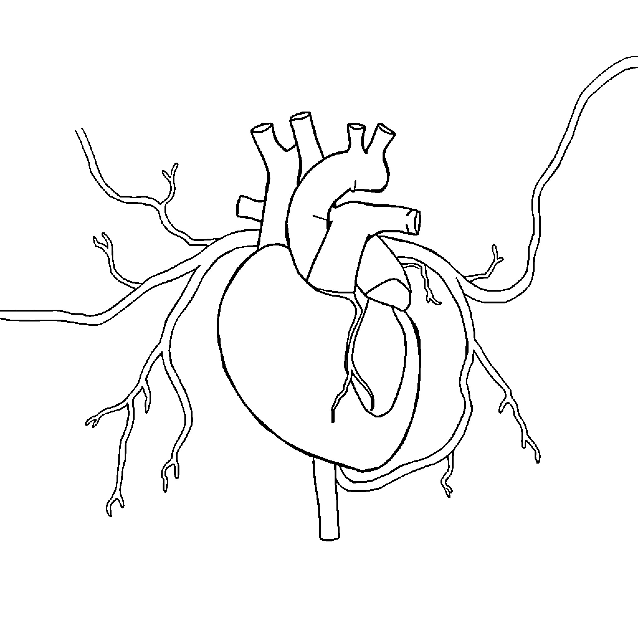 Circulatory System Diagram of the Human Heart Coloring Page (free black-and-white line drawing printable PDF for all, from beginners to advanced learners, including children, teens, adults, and seniors)