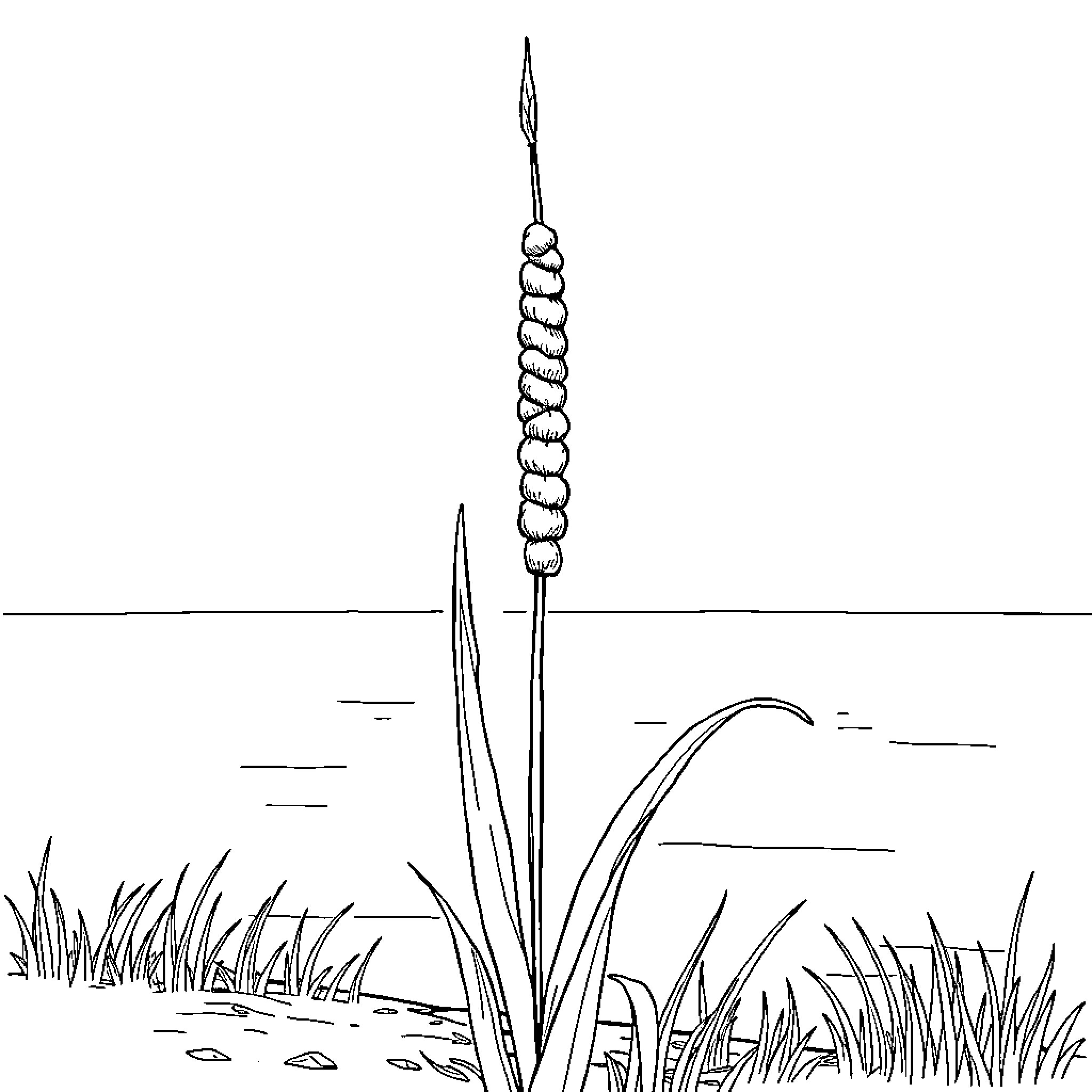 Cattail swaying in the breeze Coloring Page (free black-and-white line drawing printable PDF for all, from beginners to advanced learners, including children, teens, adults, and seniors)