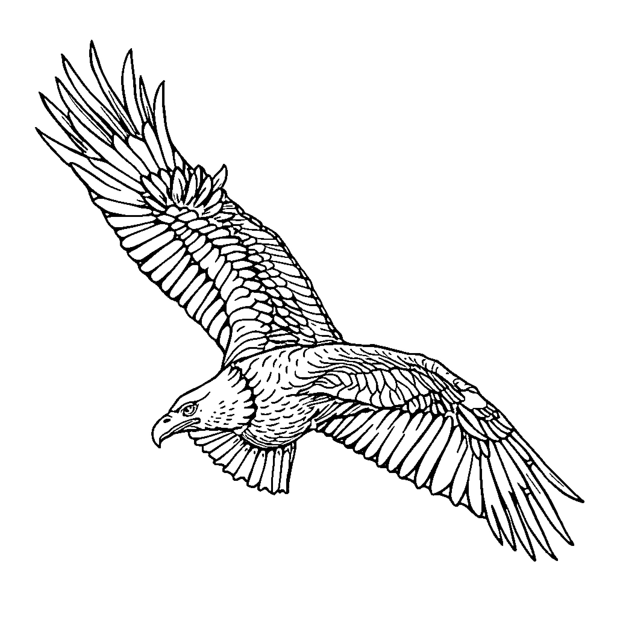 Eagle soaring powerfully in flight Coloring Page (free black-and-white line drawing printable PDF for all, from beginners to advanced learners, including children, teens, adults, and seniors)