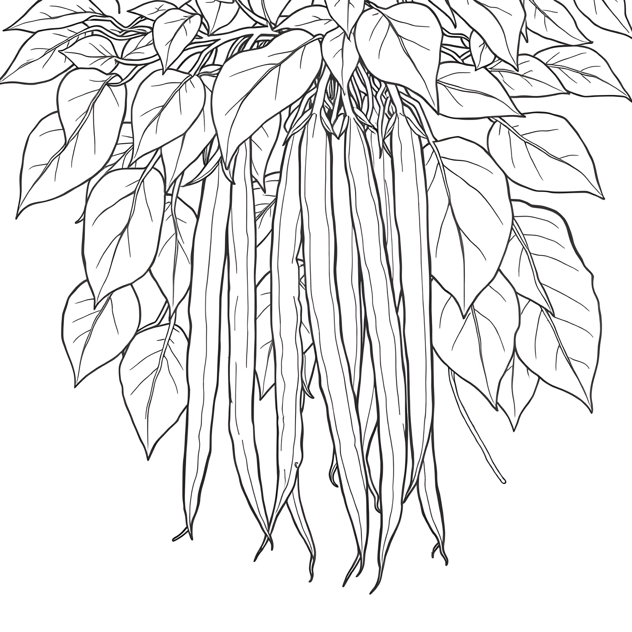 Yardlong Bean with Lush Foliage Coloring Page (free black-and-white line drawing printable PDF for all, from beginners to advanced learners, including children, teens, adults, and seniors)