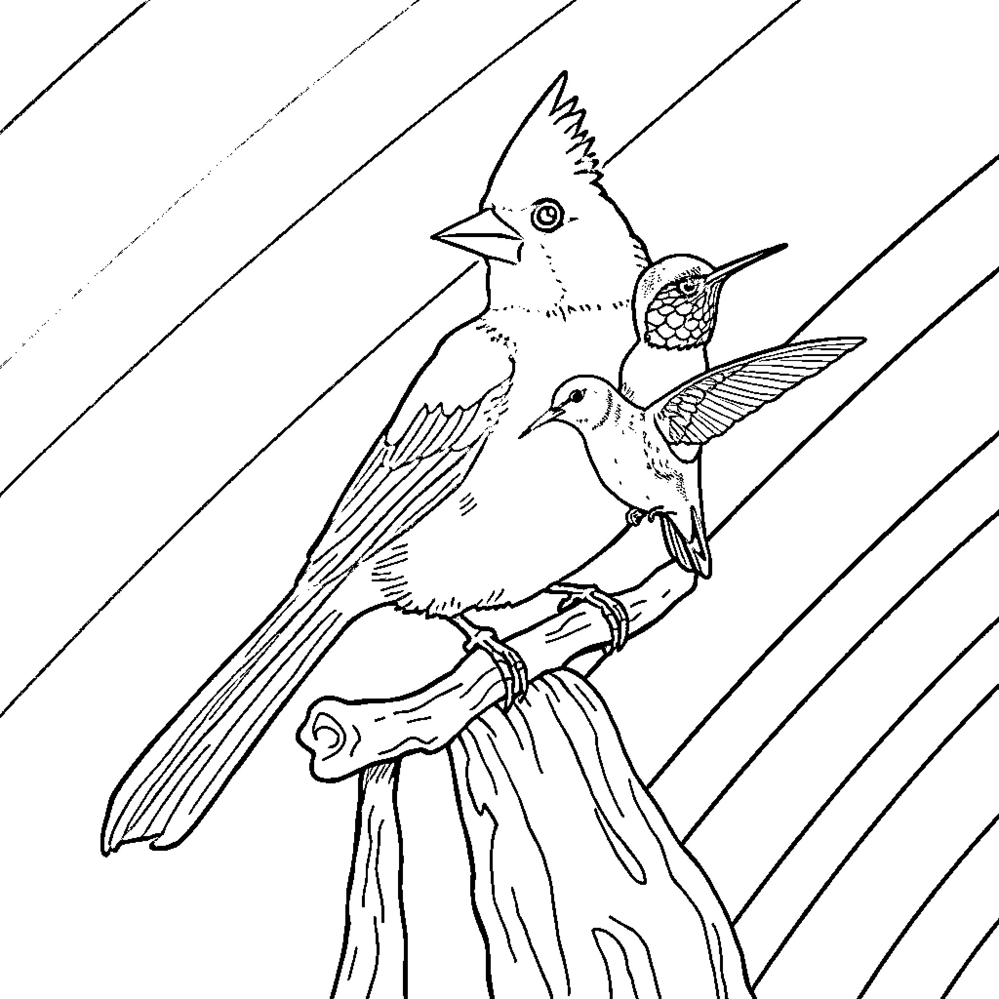 Birds resting on a branch with feathered details Coloring Page (free black-and-white line drawing printable PDF for all, from beginners to advanced learners, including children, teens, adults, and seniors)