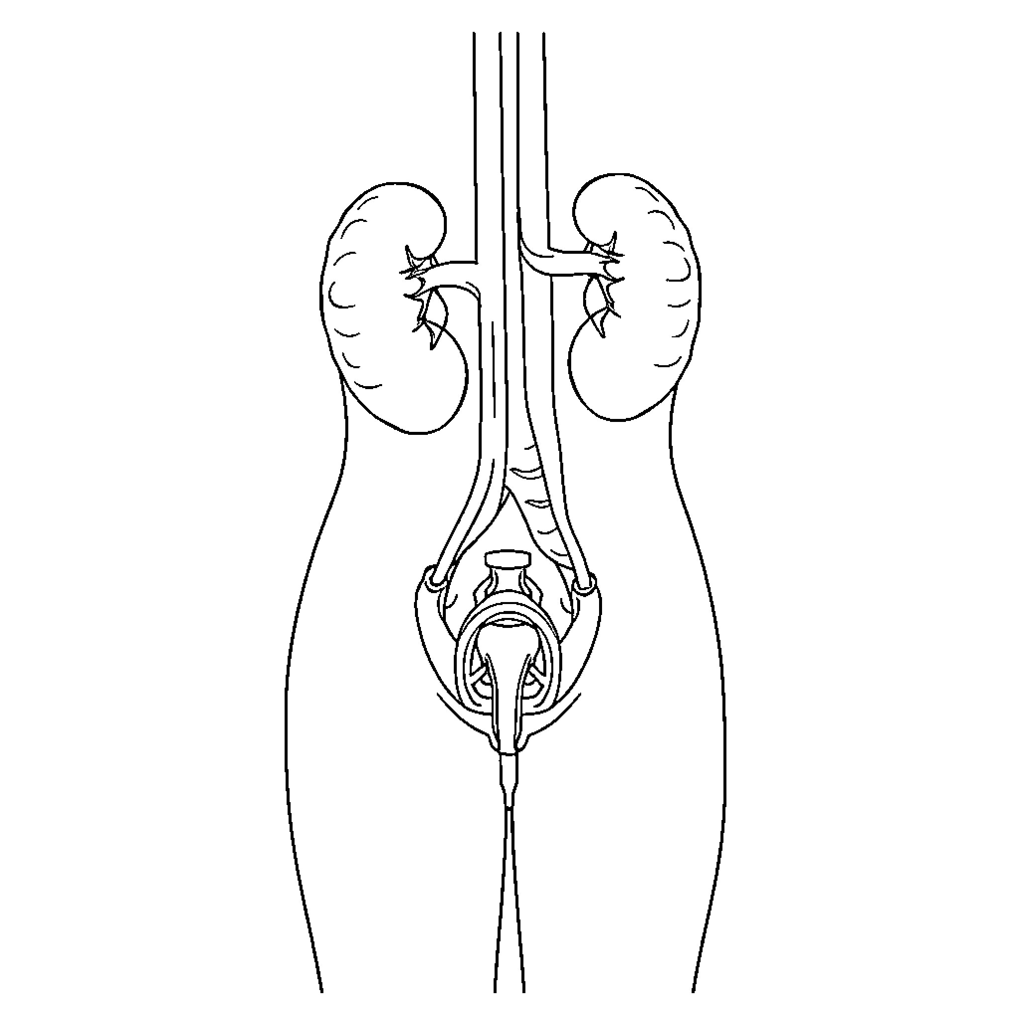 Excretory System Diagram Depicting Urinary Organs Coloring Page (free black-and-white line drawing printable PDF for all, from beginners to advanced learners, including children, teens, adults, and seniors)