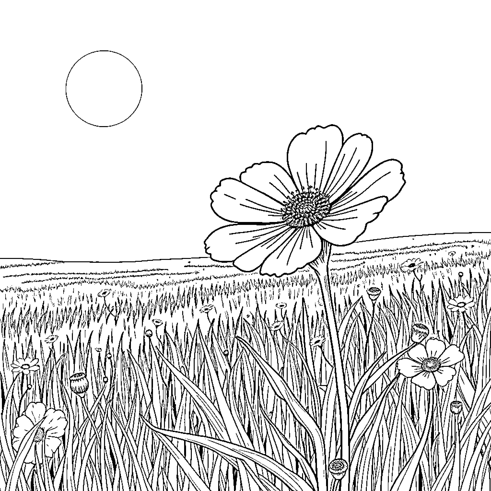 Buttercup Daisy Blooming Amidst Grassy Field Coloring Page (free black-and-white line drawing printable PDF for all, from beginners to advanced learners, including children, teens, adults, and seniors)