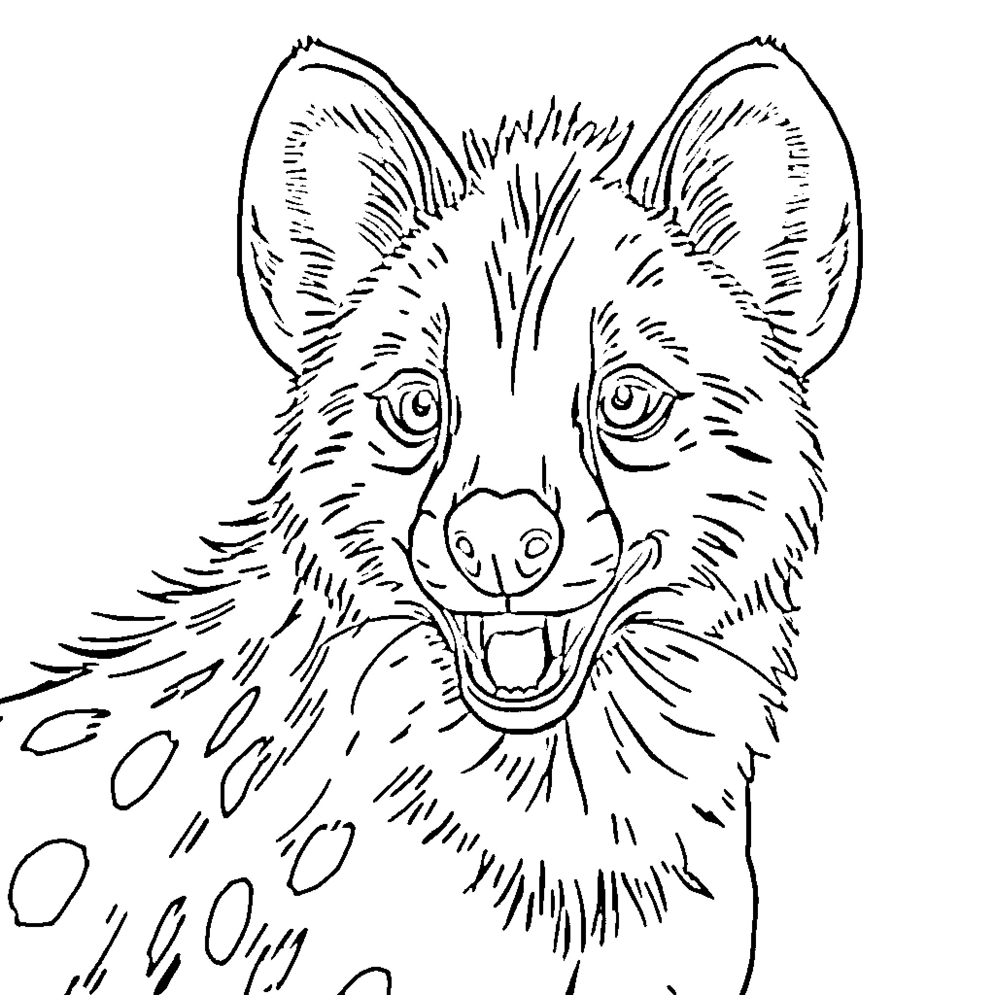 Hyena with wild expression and open mouth Coloring Page (free black-and-white line drawing printable PDF for all, from beginners to advanced learners, including children, teens, adults, and seniors)