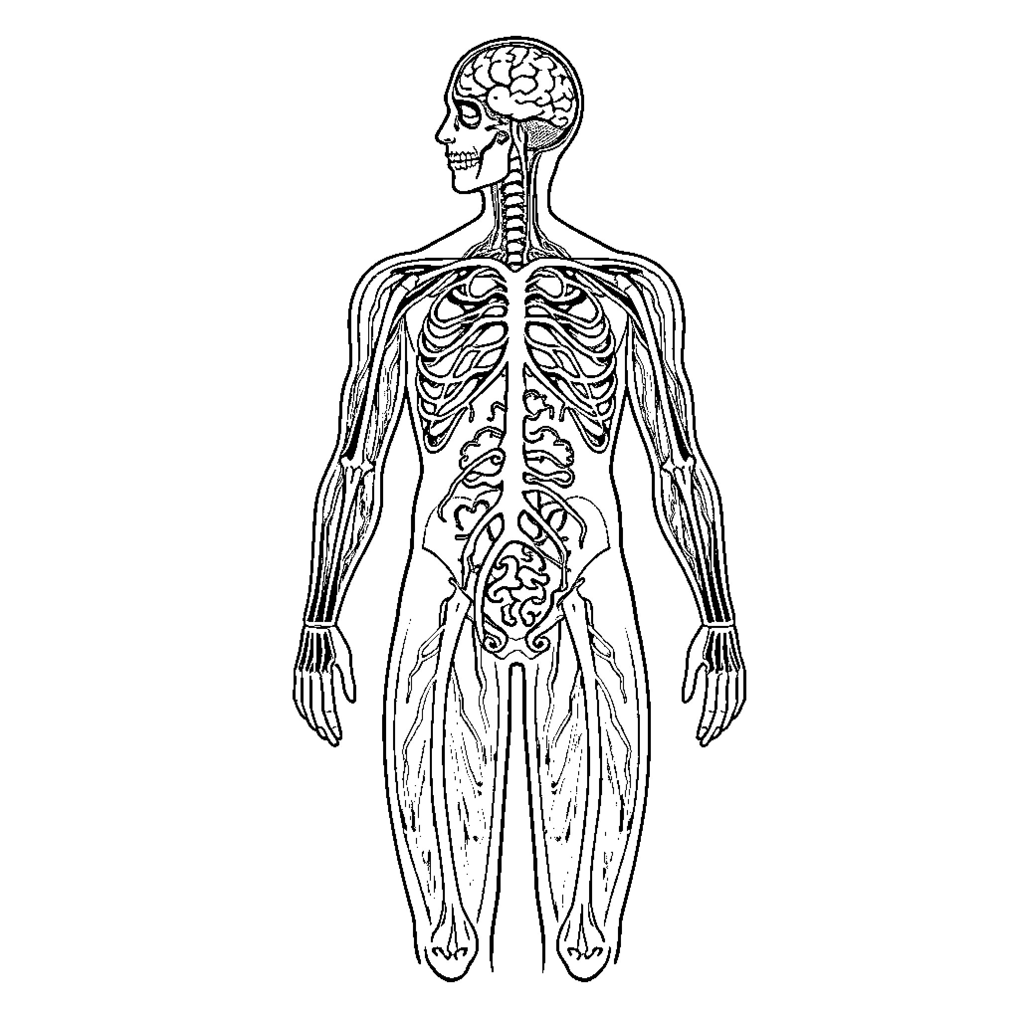 Nervous System Anatomy Diagram Coloring Page (free black-and-white line drawing printable PDF for all, from beginners to advanced learners, including children, teens, adults, and seniors)