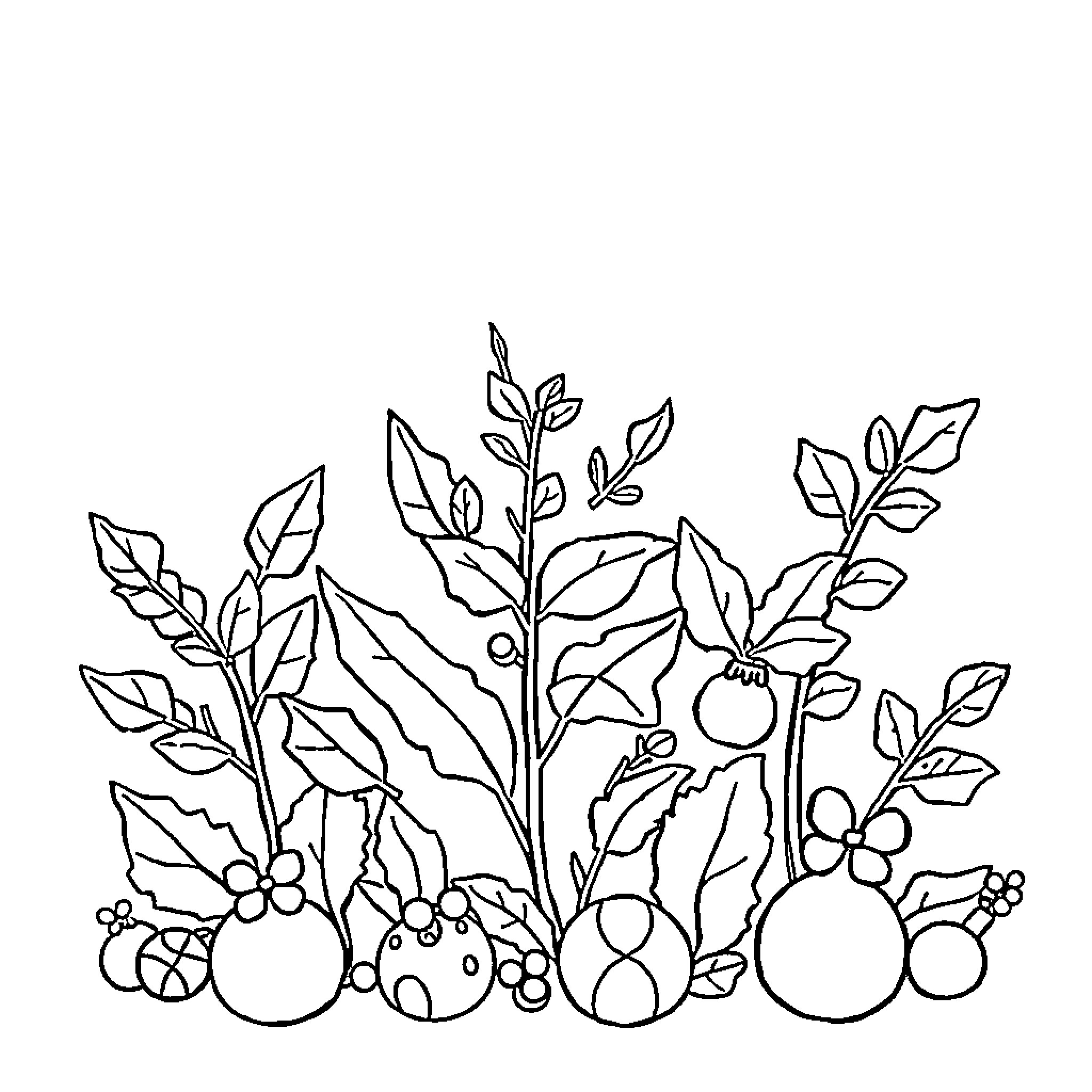 Plant with various leaves and berries Coloring Page (free black-and-white line drawing printable PDF for all, from beginners to advanced learners, including children, teens, adults, and seniors)