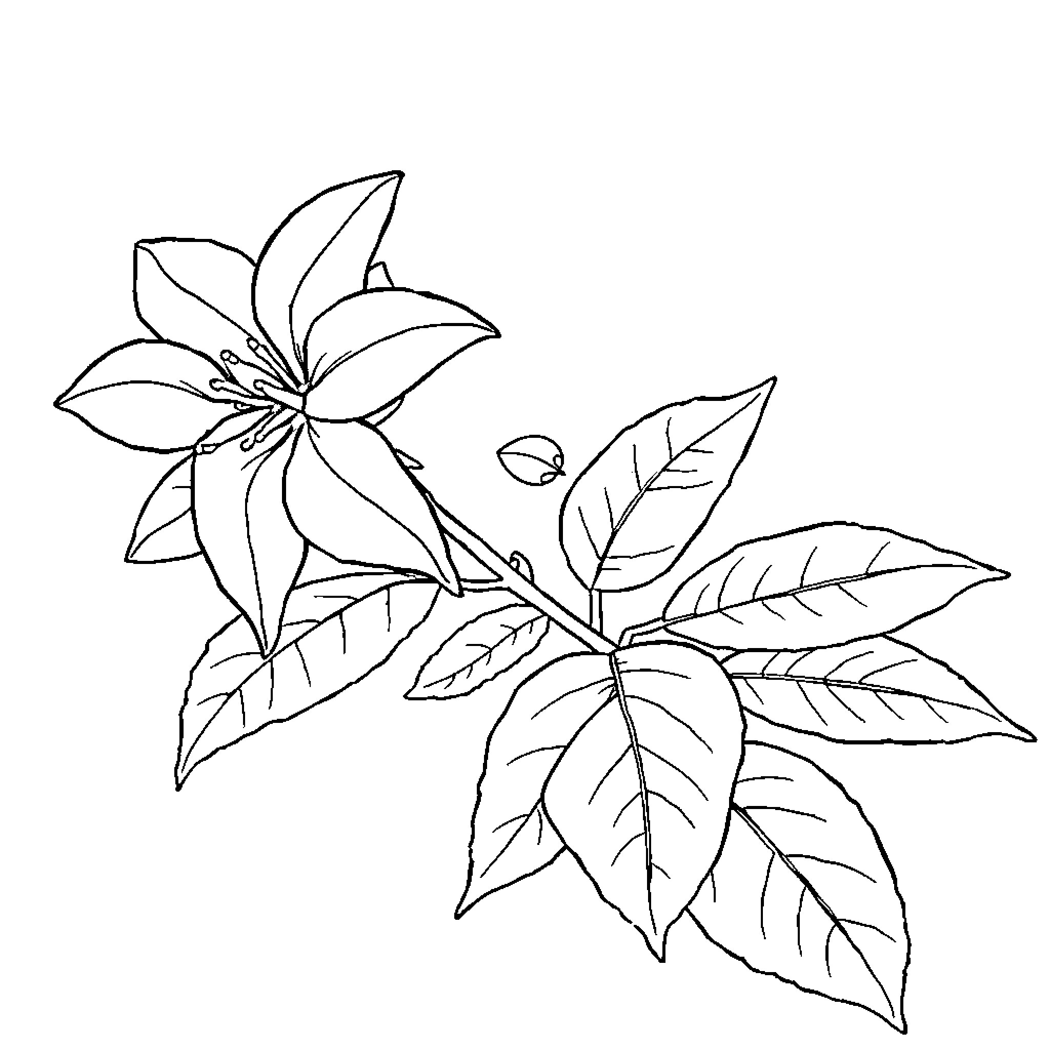 Hoya flower outline with leaves Coloring Page (free black-and-white line drawing printable PDF for all, from beginners to advanced learners, including children, teens, adults, and seniors)