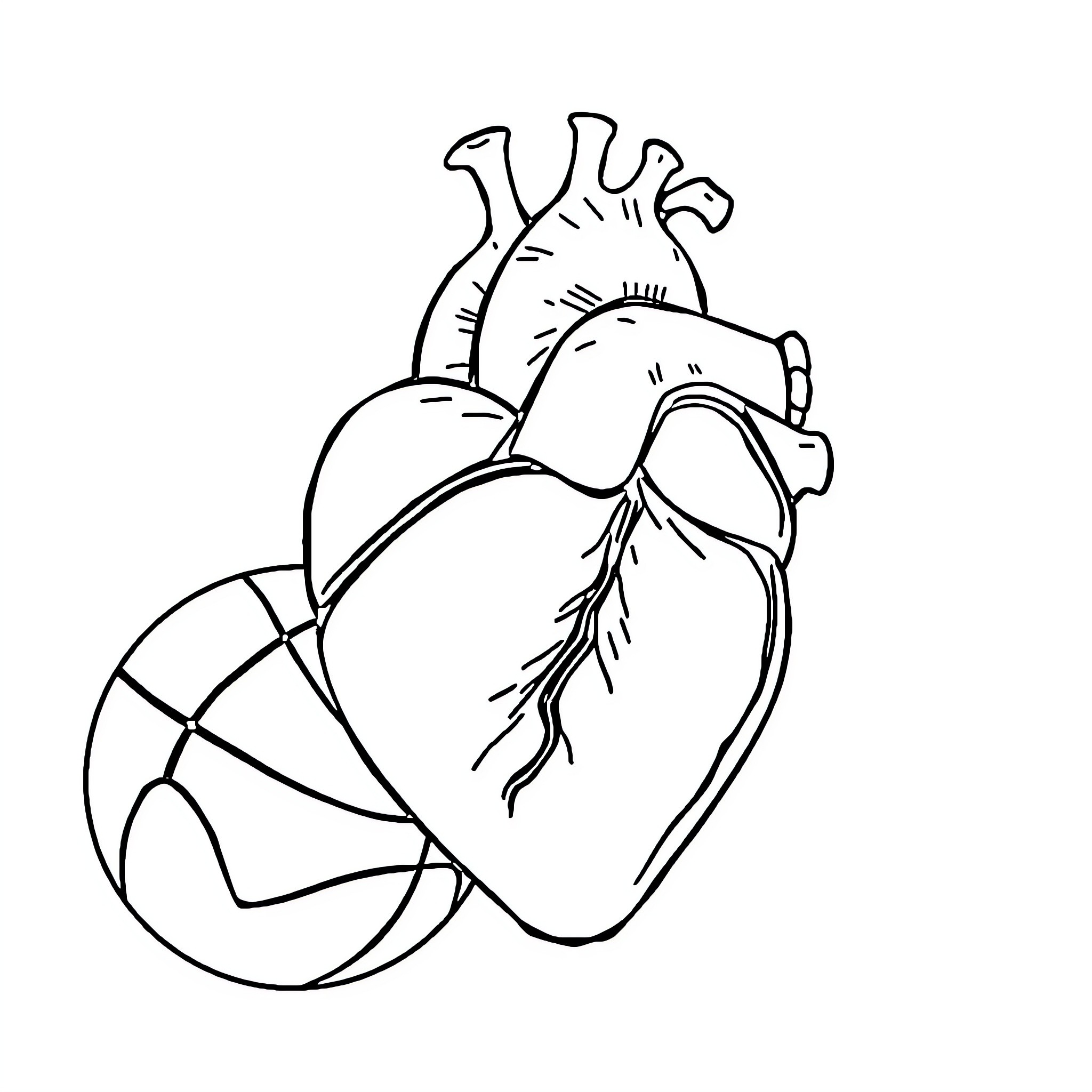 Heart and Basketball: Anatomical Illustration Coloring Page (free black-and-white line drawing printable PDF for all, from beginners to advanced learners, including children, teens, adults, and seniors)