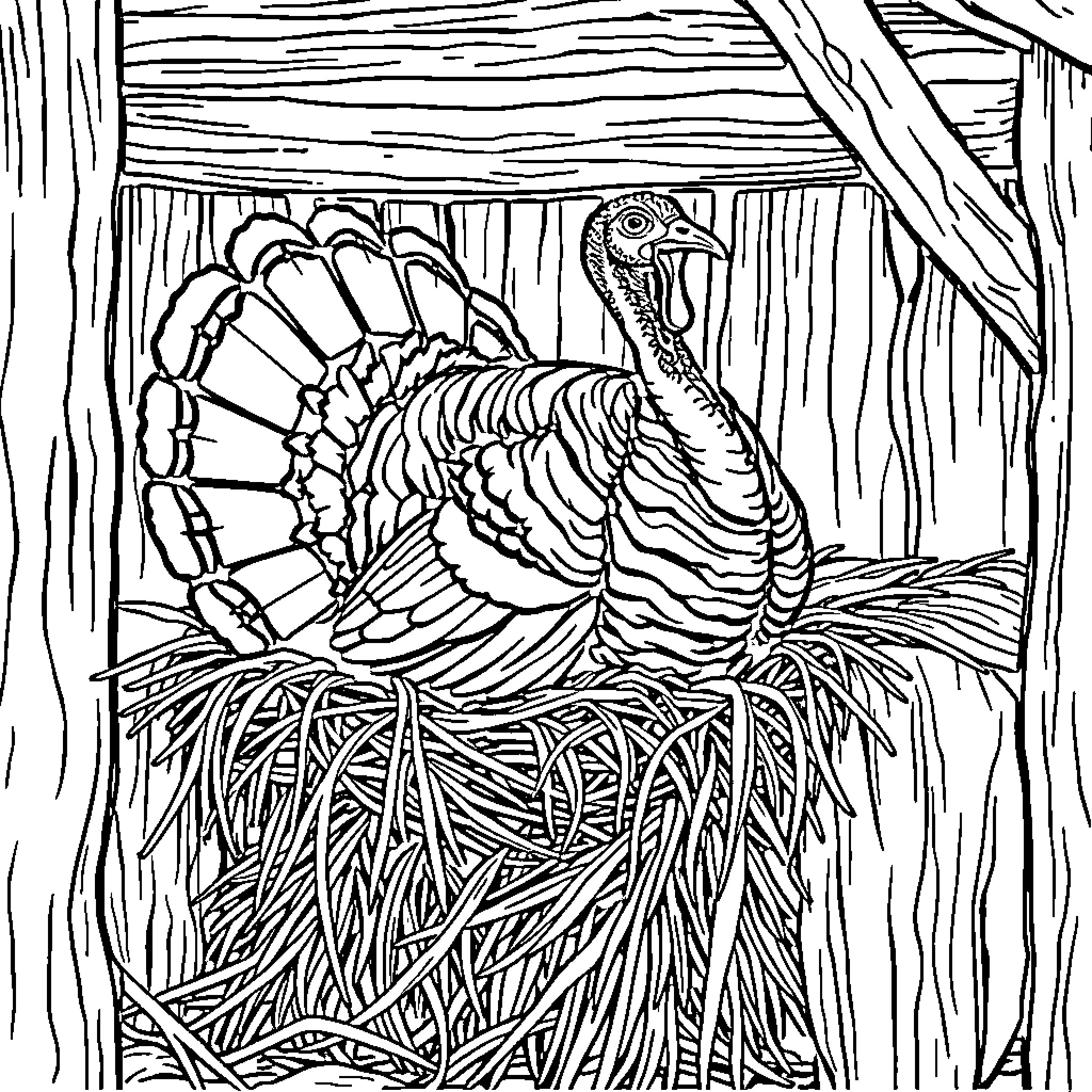 Turkey nestled in wooden habitat Coloring Page (free black-and-white line drawing printable PDF for all, from beginners to advanced learners, including children, teens, adults, and seniors)