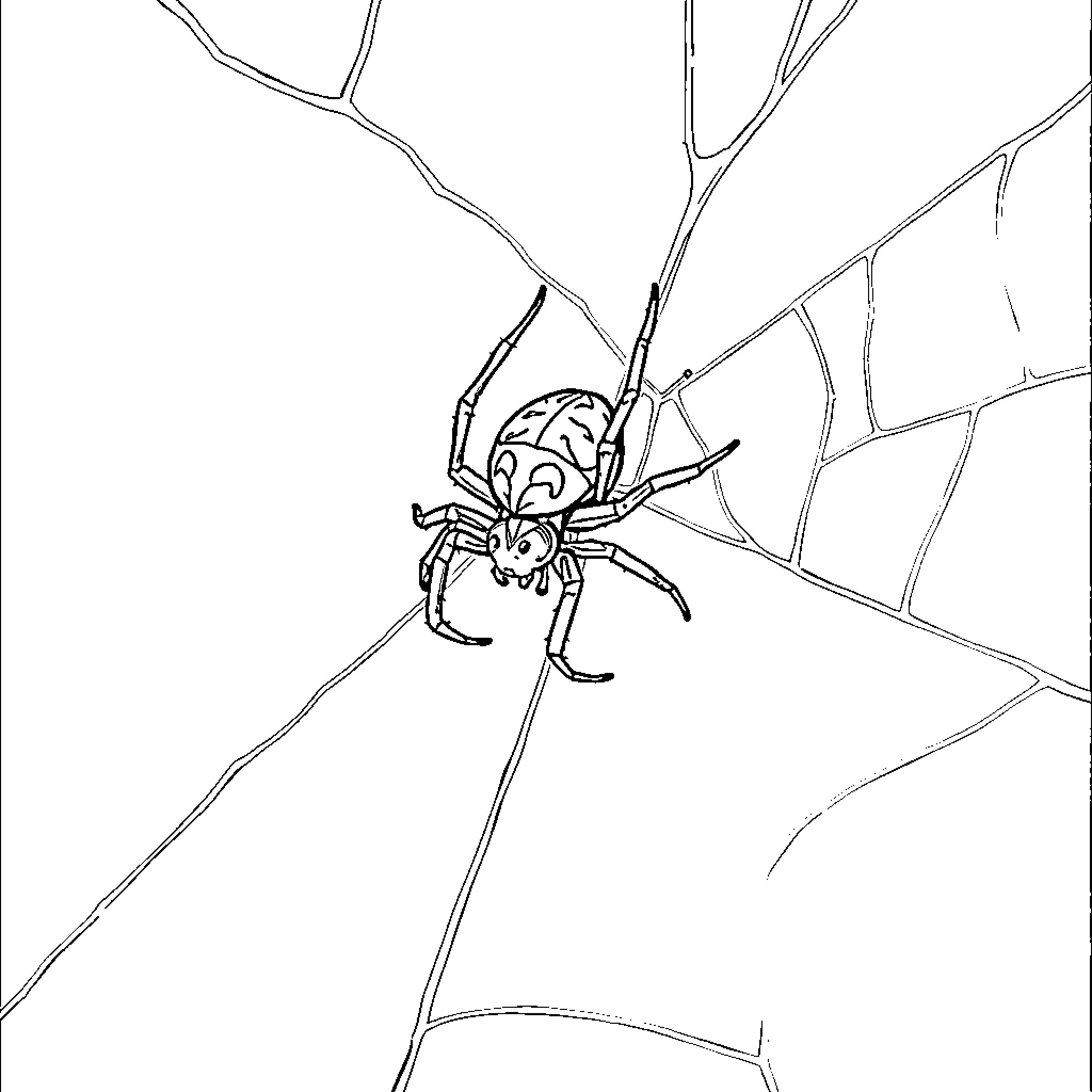 Spider spinning its intricate web Coloring Page (free black-and-white line drawing printable PDF for all, from beginners to advanced learners, including children, teens, adults, and seniors)