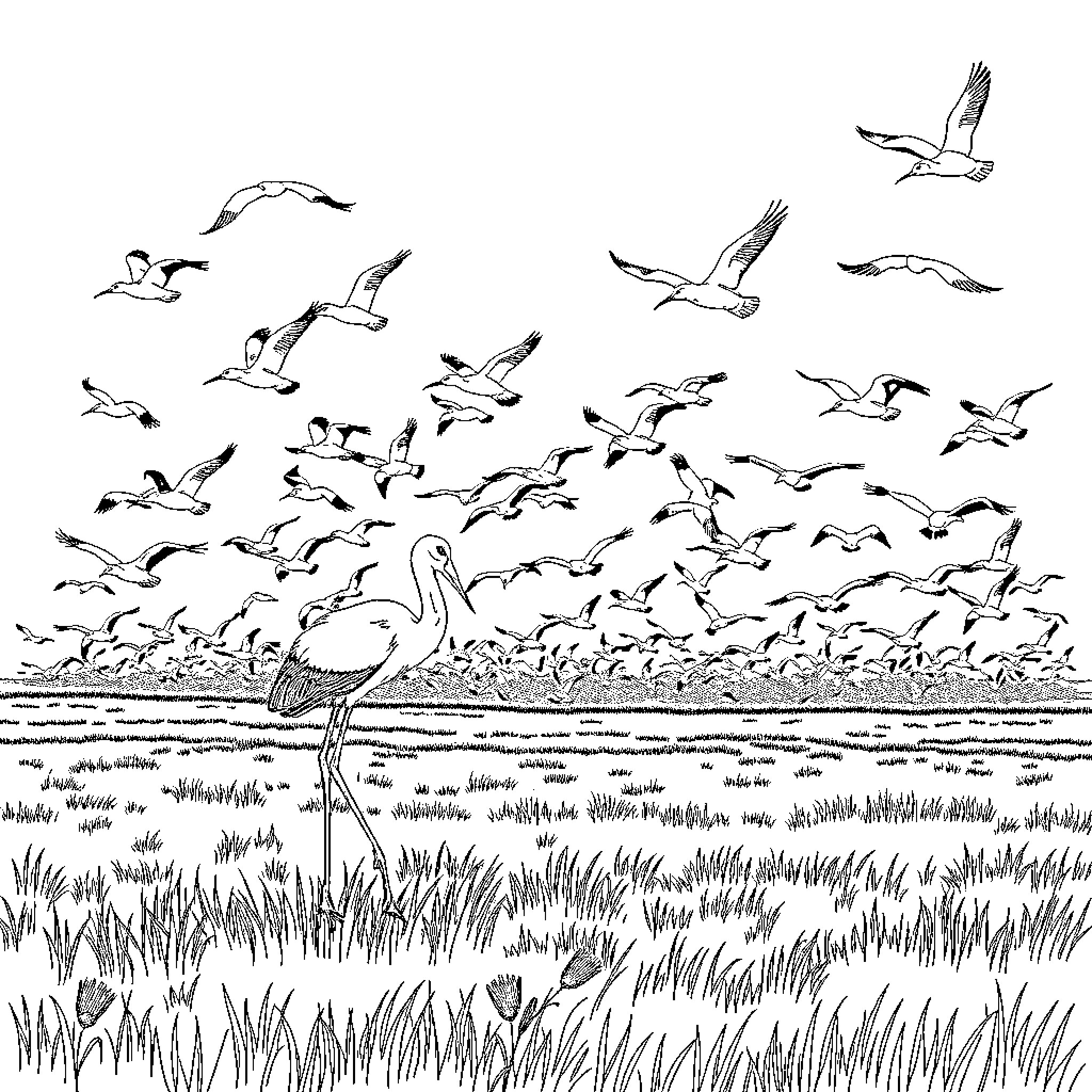 Stork surrounded by a flock of migrating birds Coloring Page (free black-and-white line drawing printable PDF for all, from beginners to advanced learners, including children, teens, adults, and seniors)