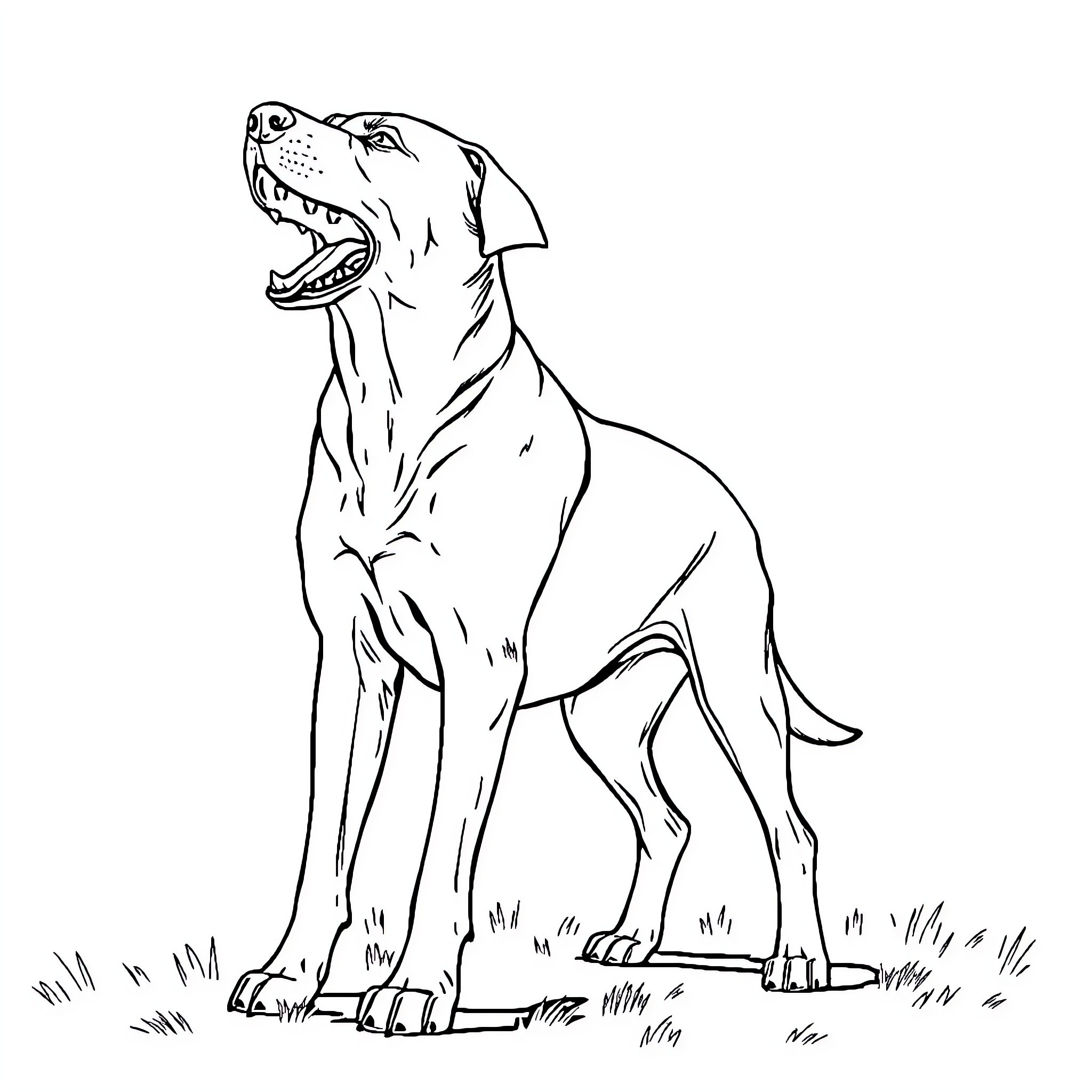 Labrador Retriever standing alert on grassy field Coloring Page (free black-and-white line drawing printable PDF for all, from beginners to advanced learners, including children, teens, adults, and seniors)