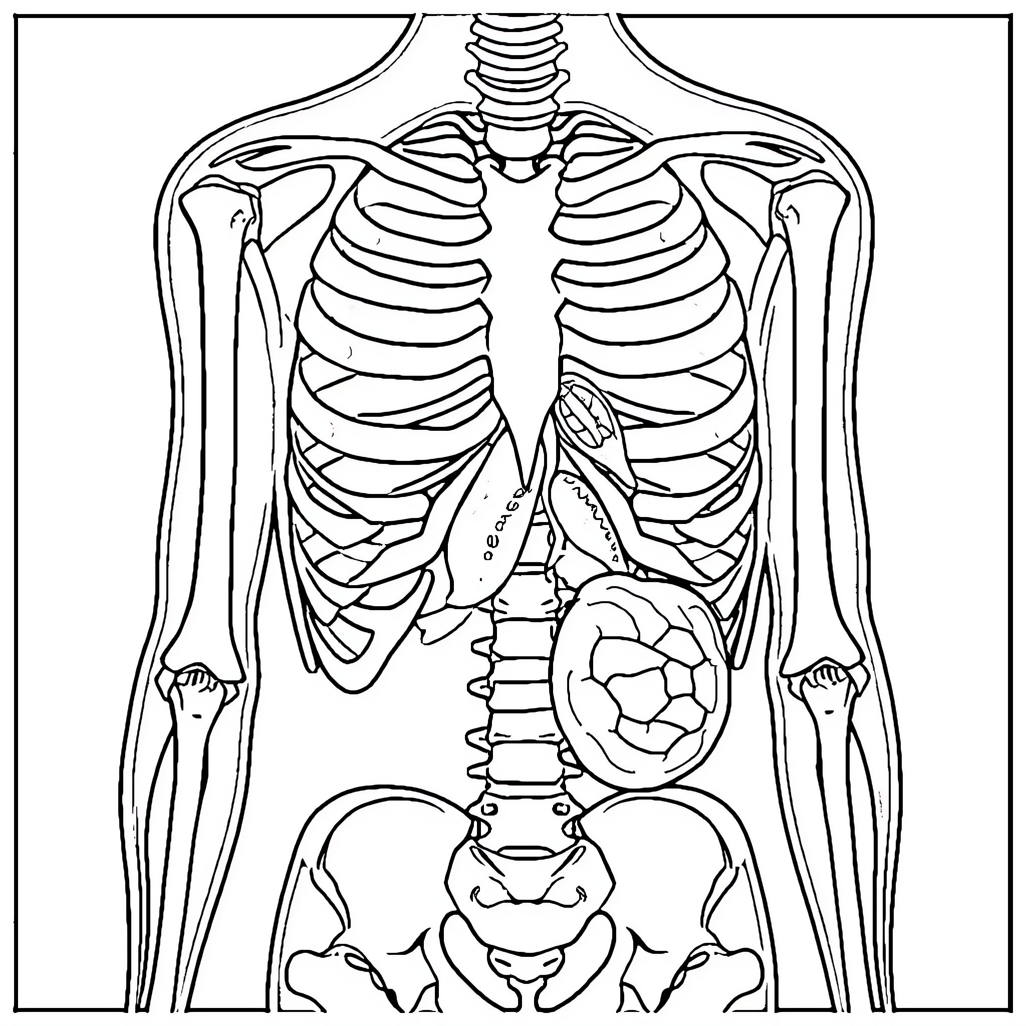 Kid learning about human anatomy Coloring Page (free black-and-white line drawing printable PDF for all, from beginners to advanced learners, including children, teens, adults, and seniors)