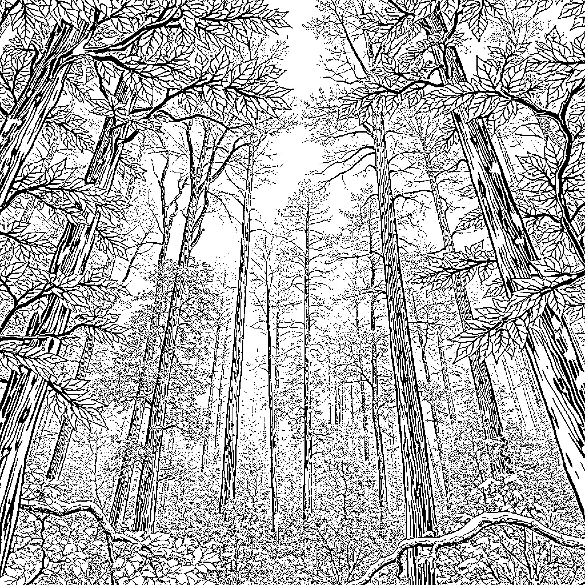 Forest of Towering Trees in Monochrome Coloring Page (free black-and-white line drawing printable PDF for all, from beginners to advanced learners, including children, teens, adults, and seniors)