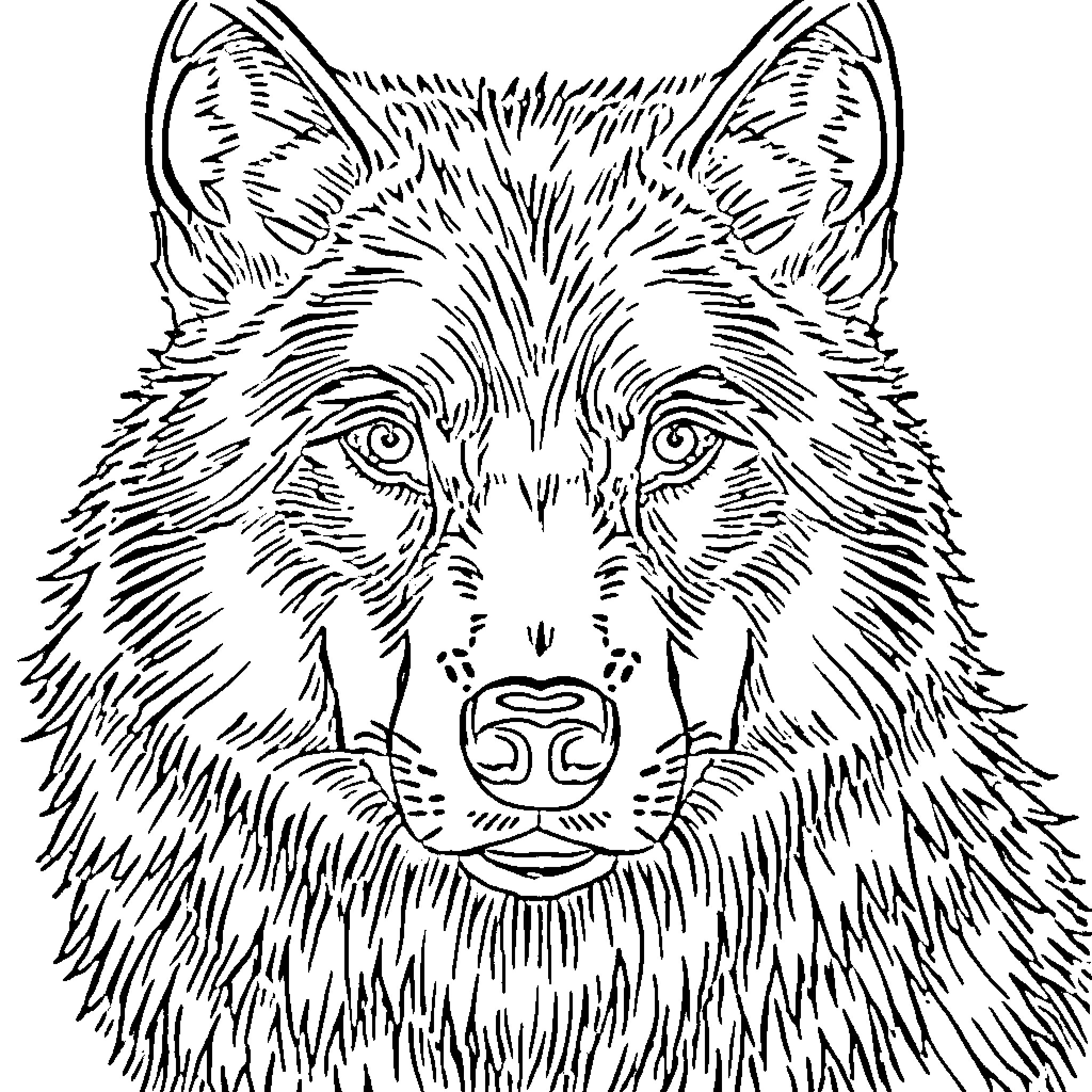 Wolf's Intense Gaze Coloring Page (free black-and-white line drawing printable PDF for all, from beginners to advanced learners, including children, teens, adults, and seniors)