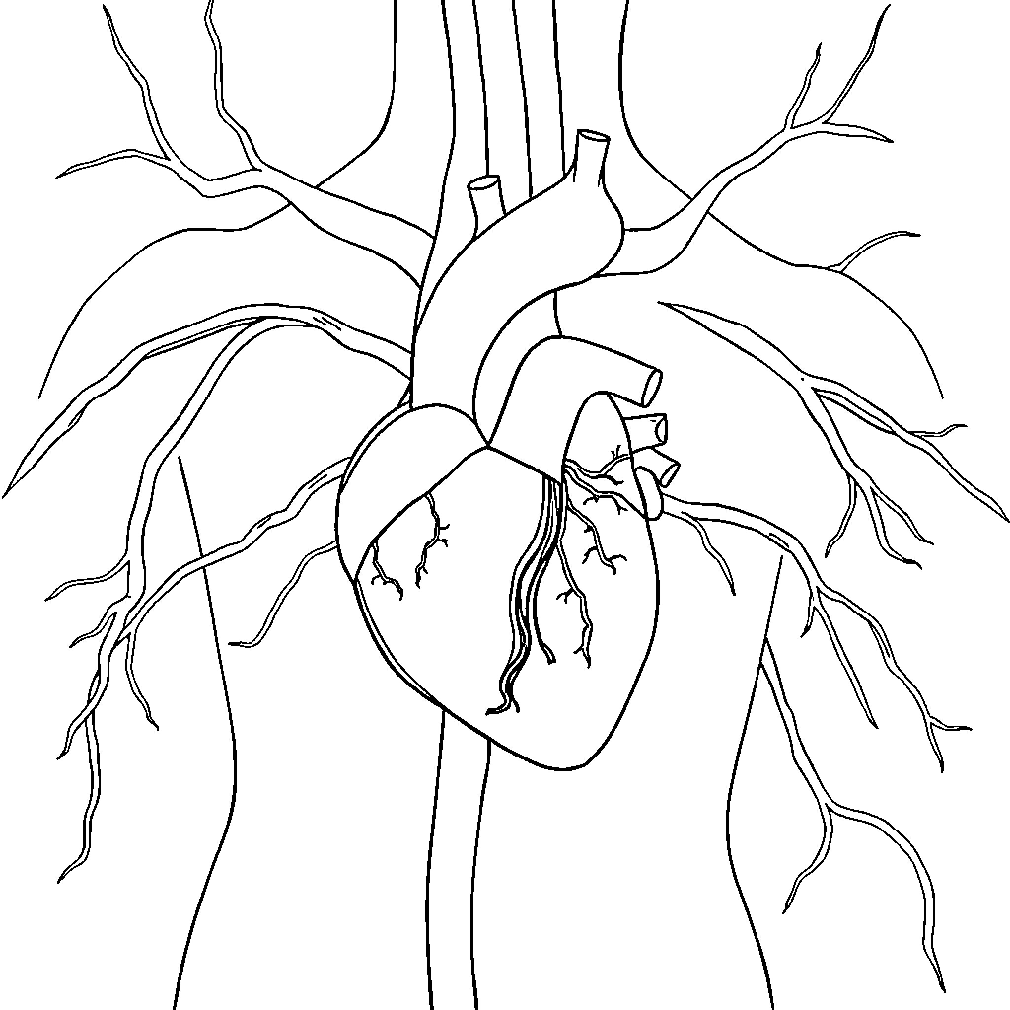 Circulatory System: Anatomical Heart Illustration Coloring Page (free black-and-white line drawing printable PDF for all, from beginners to advanced learners, including children, teens, adults, and seniors)