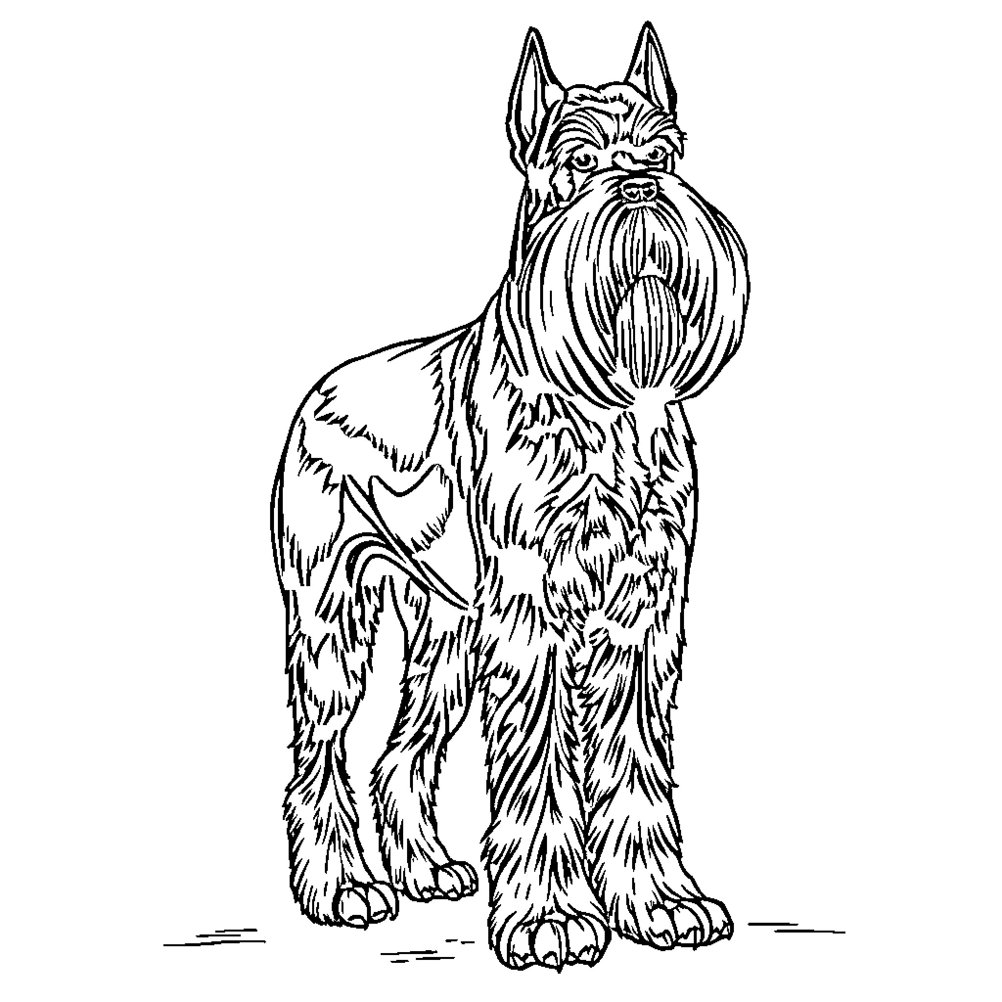 Giant Schnauzer standing alert and attentive Coloring Page (free black-and-white line drawing printable PDF for all, from beginners to advanced learners, including children, teens, adults, and seniors)
