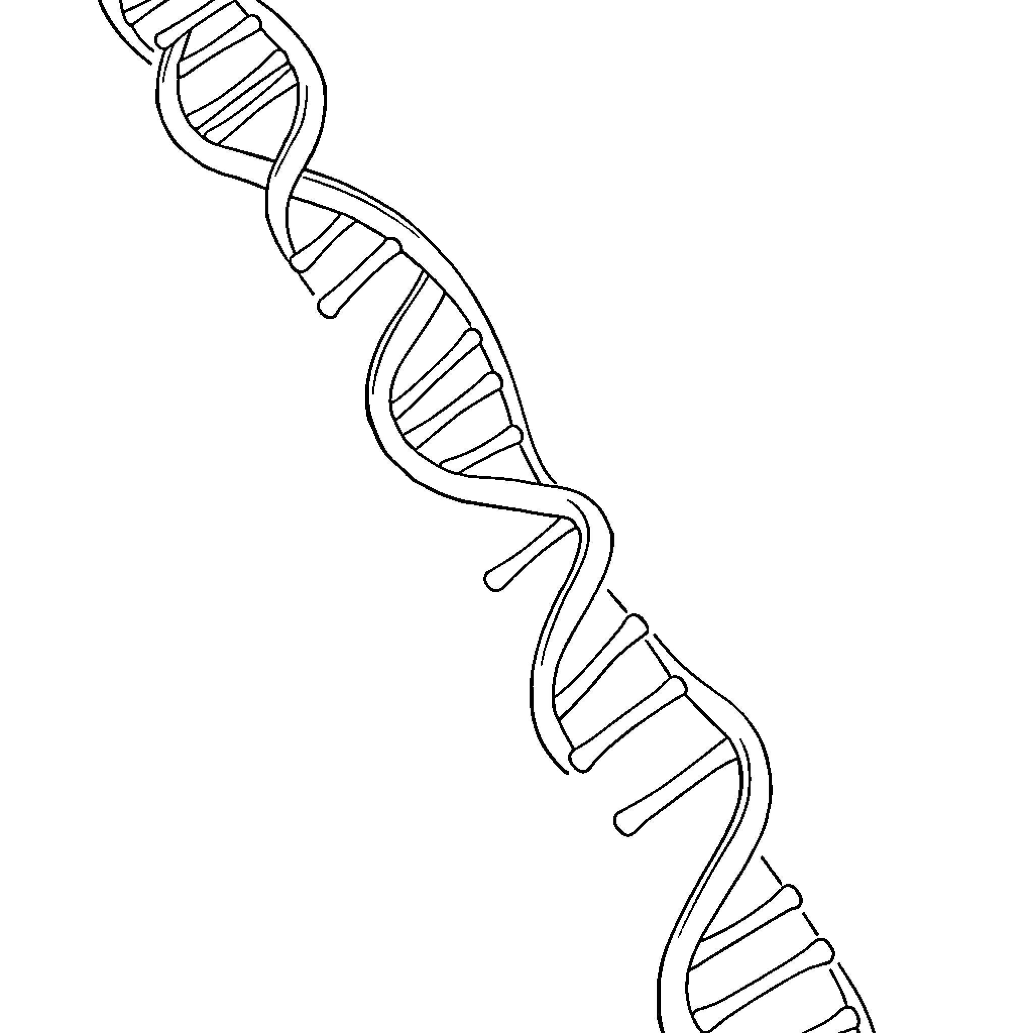 DNA molecule structure abstract outline Coloring Page (free black-and-white line drawing printable PDF for all, from beginners to advanced learners, including children, teens, adults, and seniors)