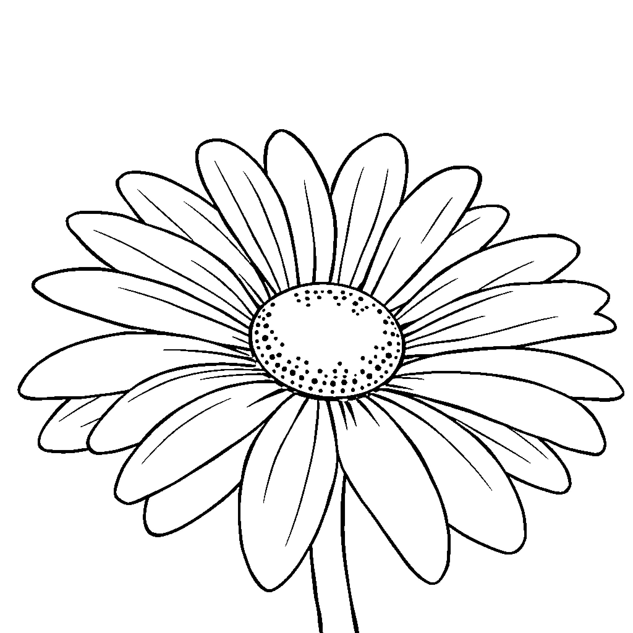 Daisy flower in bloom Coloring Page (free black-and-white line drawing printable PDF for all, from beginners to advanced learners, including children, teens, adults, and seniors)