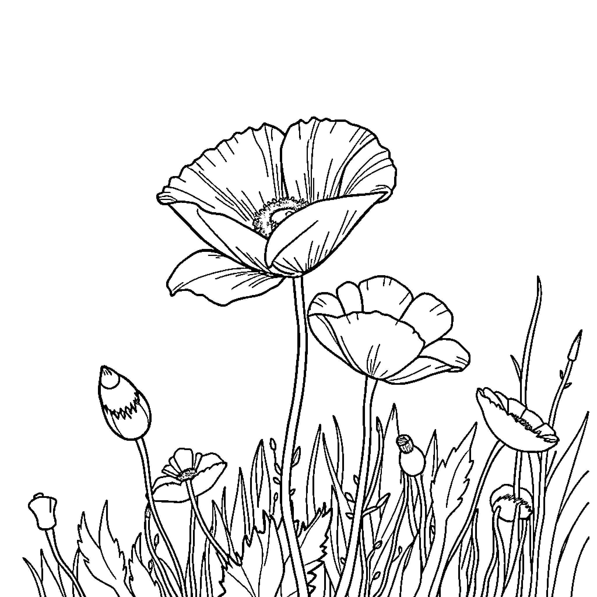 Poppy flowers blooming in the meadow Coloring Page (free black-and-white line drawing printable PDF for all, from beginners to advanced learners, including children, teens, adults, and seniors)