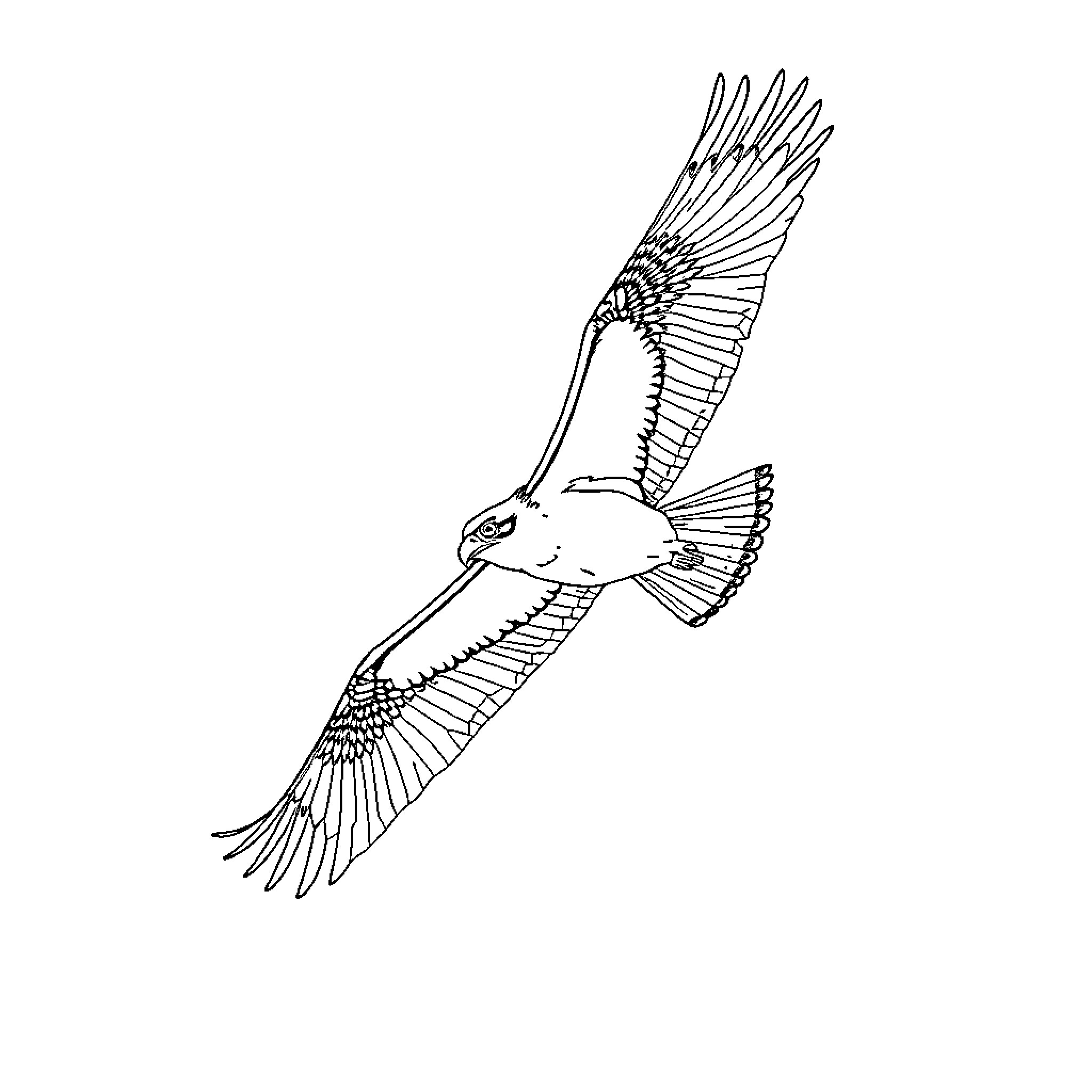 Osprey in flight with outstretched wings Coloring Page (free black-and-white line drawing printable PDF for all, from beginners to advanced learners, including children, teens, adults, and seniors)