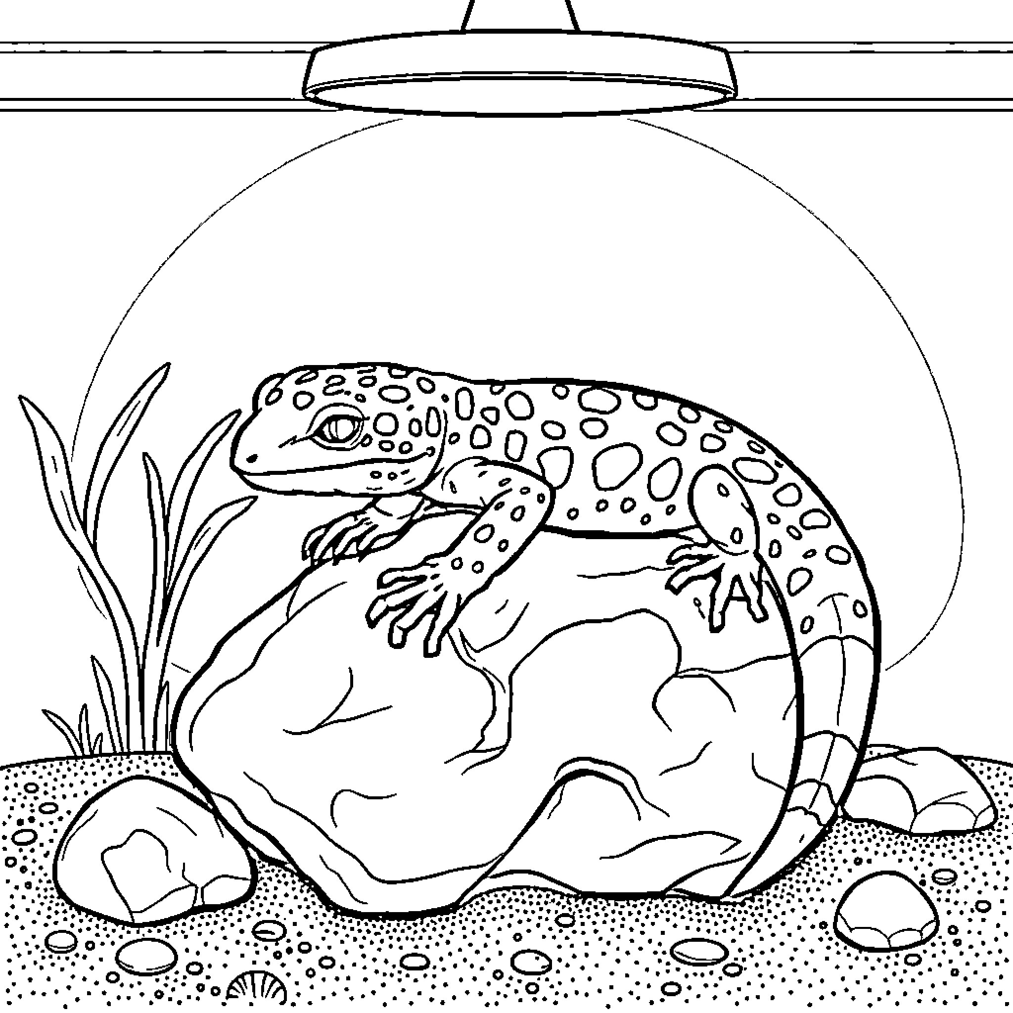 Leopard Gecko relaxing under heat lamp Coloring Page (free black-and-white line drawing printable PDF for all, from beginners to advanced learners, including children, teens, adults, and seniors)