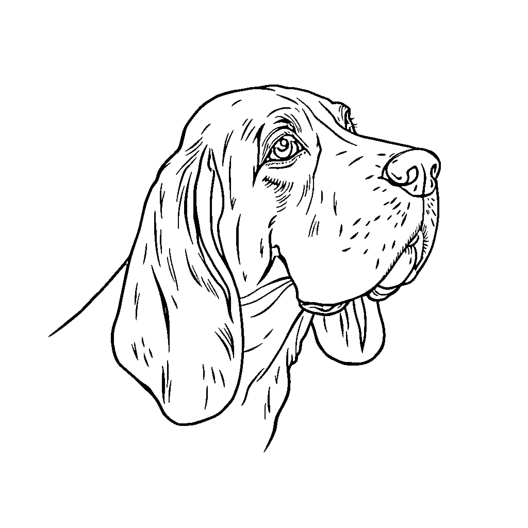 Basset Hound with expressive features Coloring Page (free black-and-white line drawing printable PDF for all, from beginners to advanced learners, including children, teens, adults, and seniors)