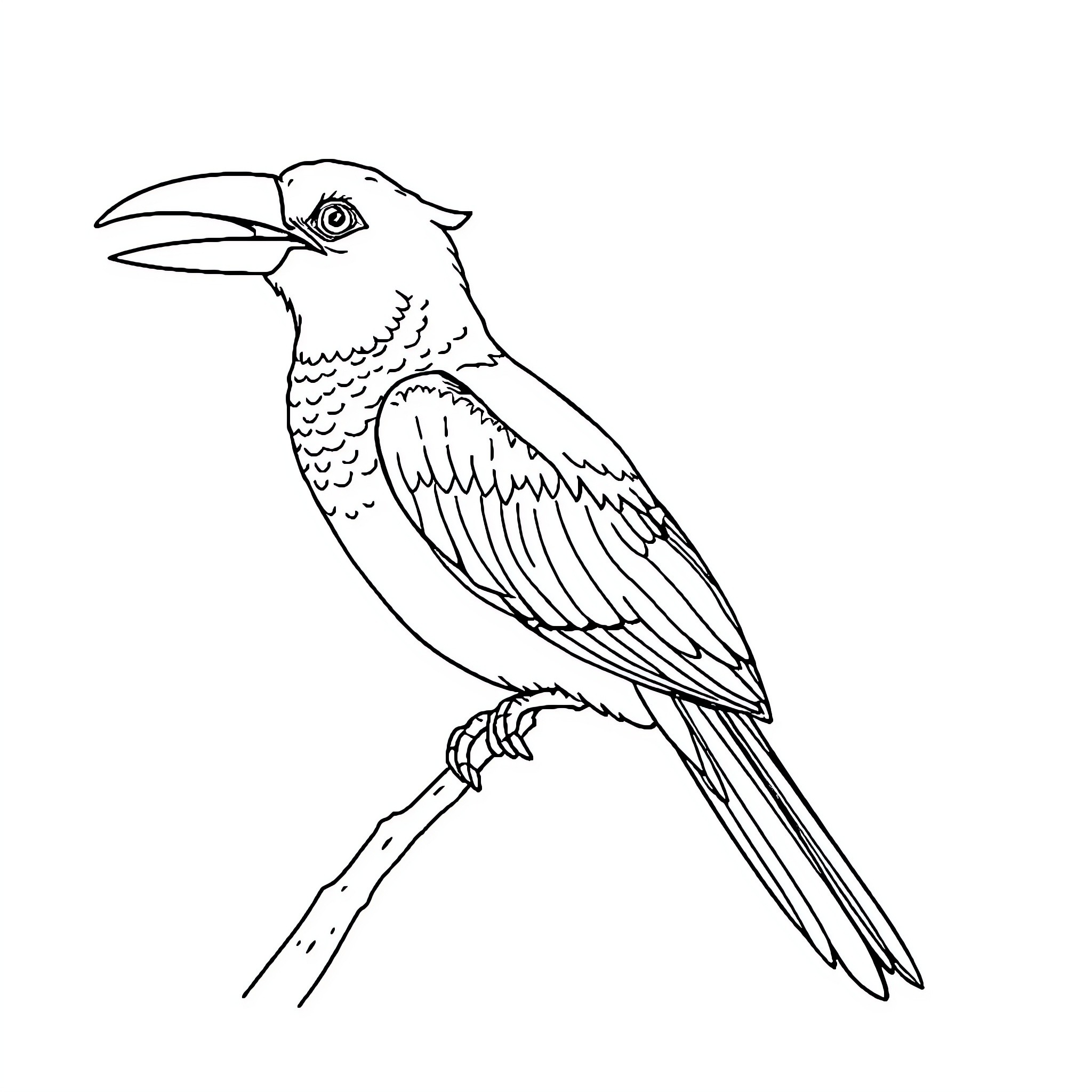 Calao bird in simple outline sketch Coloring Page (free black-and-white line drawing printable PDF for all, from beginners to advanced learners, including children, teens, adults, and seniors)