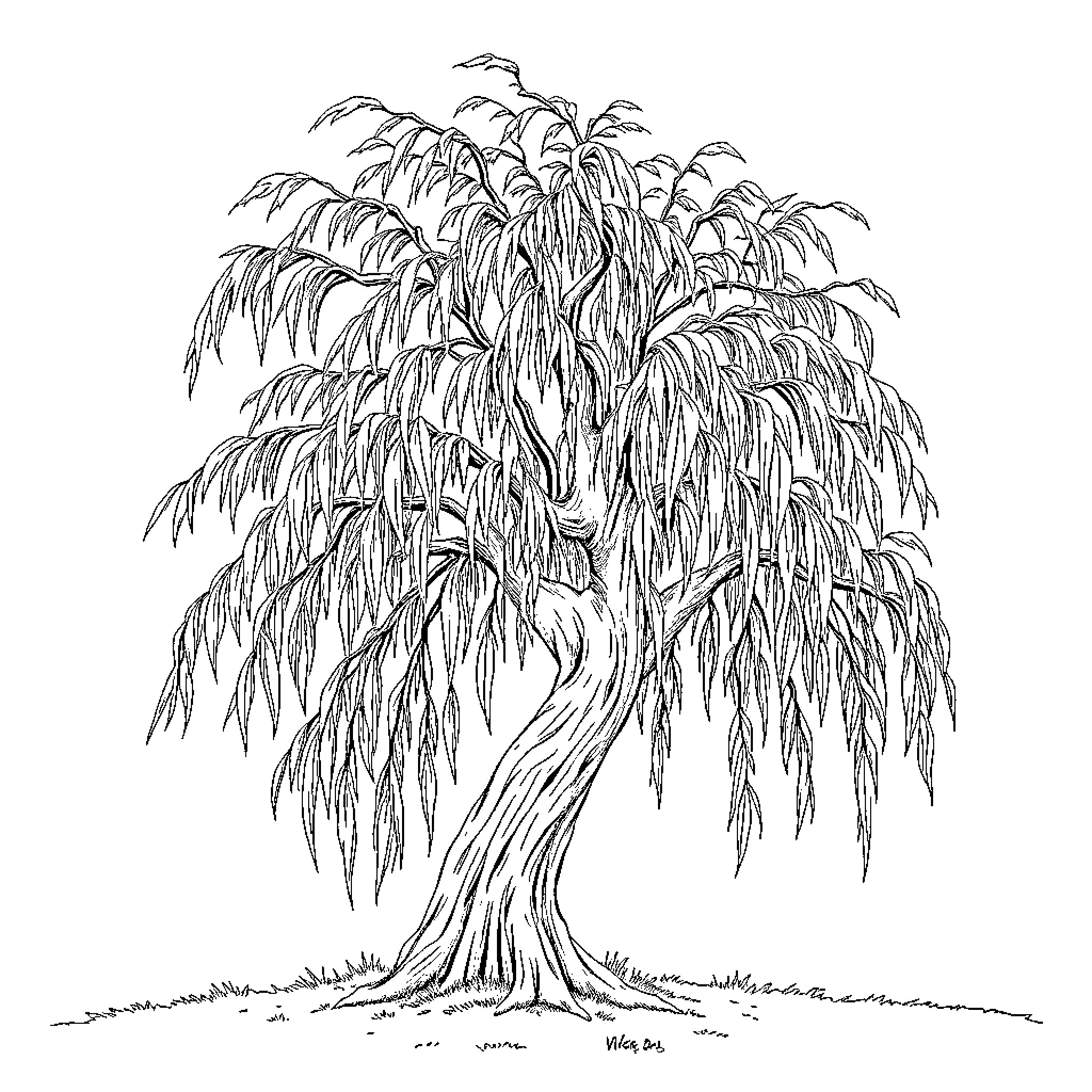 Willow tree with cascading branches Coloring Page (free black-and-white line drawing printable PDF for all, from beginners to advanced learners, including children, teens, adults, and seniors)
