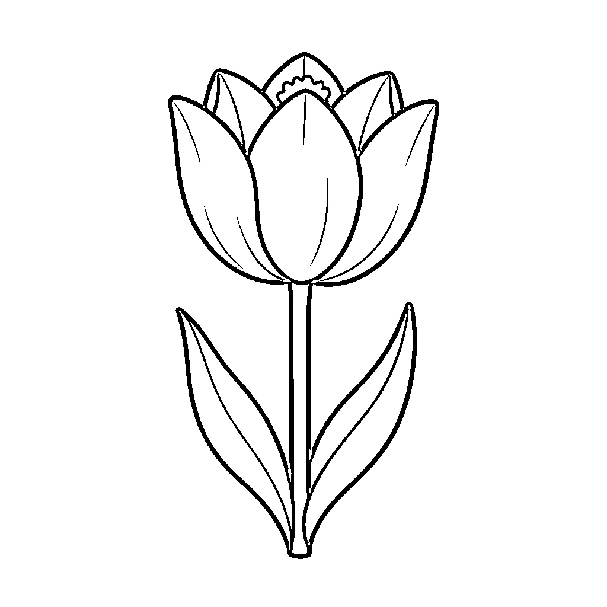 Tulip floral outline Coloring Page (free black-and-white line drawing printable PDF for all, from beginners to advanced learners, including children, teens, adults, and seniors)