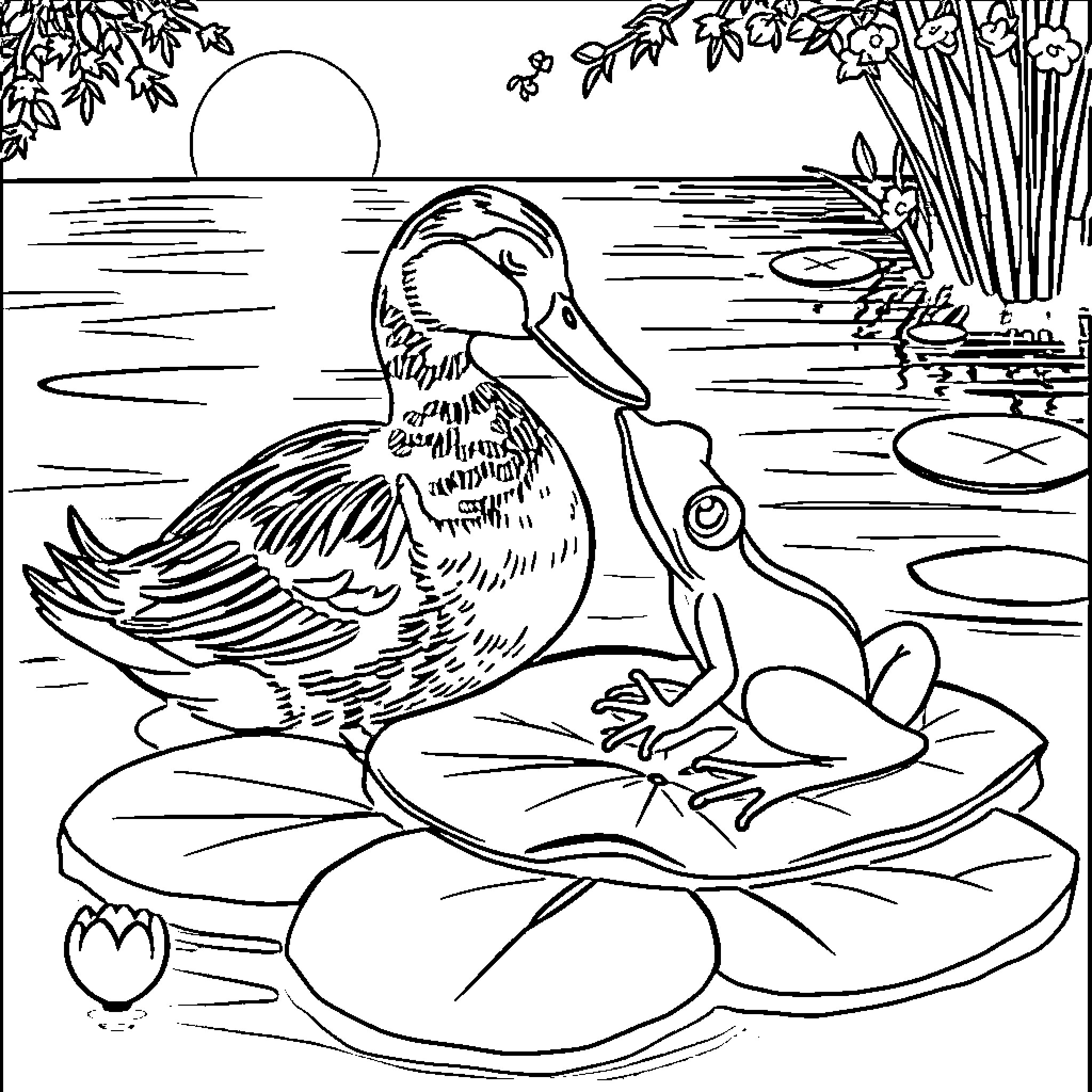 Duck and its companion relaxing on pond Coloring Page (free black-and-white line drawing printable PDF for all, from beginners to advanced learners, including children, teens, adults, and seniors)