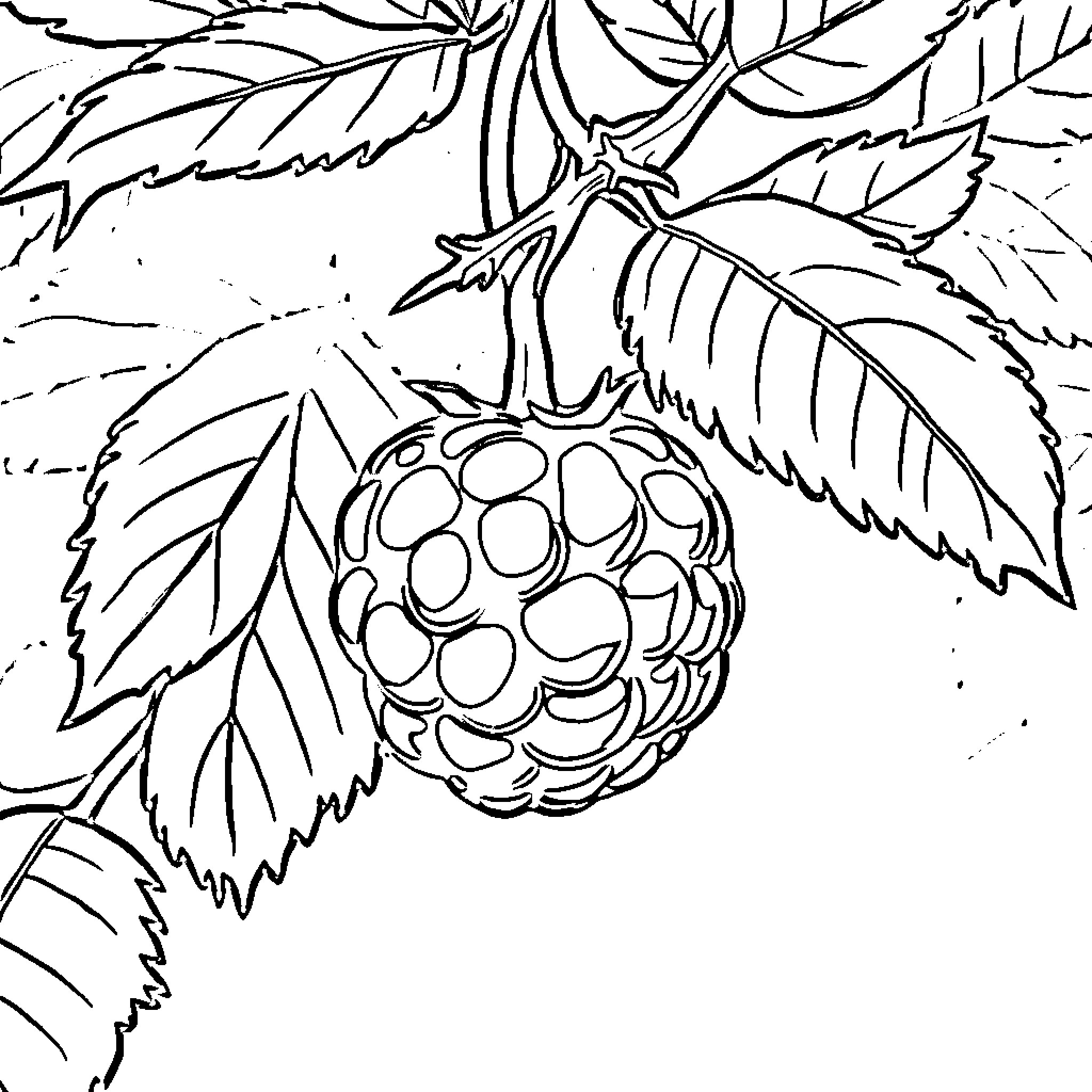 Berry Hanging from Leafy Branch Coloring Page (free black-and-white line drawing printable PDF for all, from beginners to advanced learners, including children, teens, adults, and seniors)
