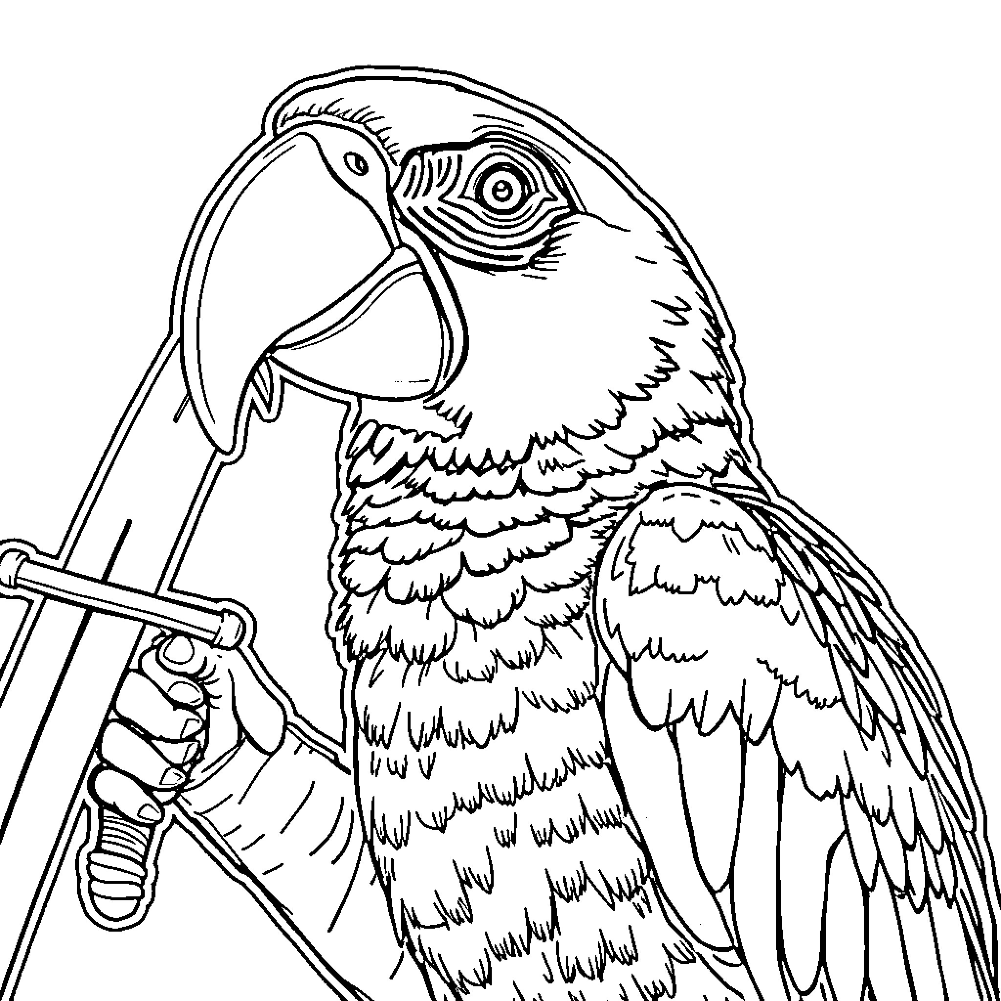Parrot standing tall with tool in its beak Coloring Page (free black-and-white line drawing printable PDF for all, from beginners to advanced learners, including children, teens, adults, and seniors)