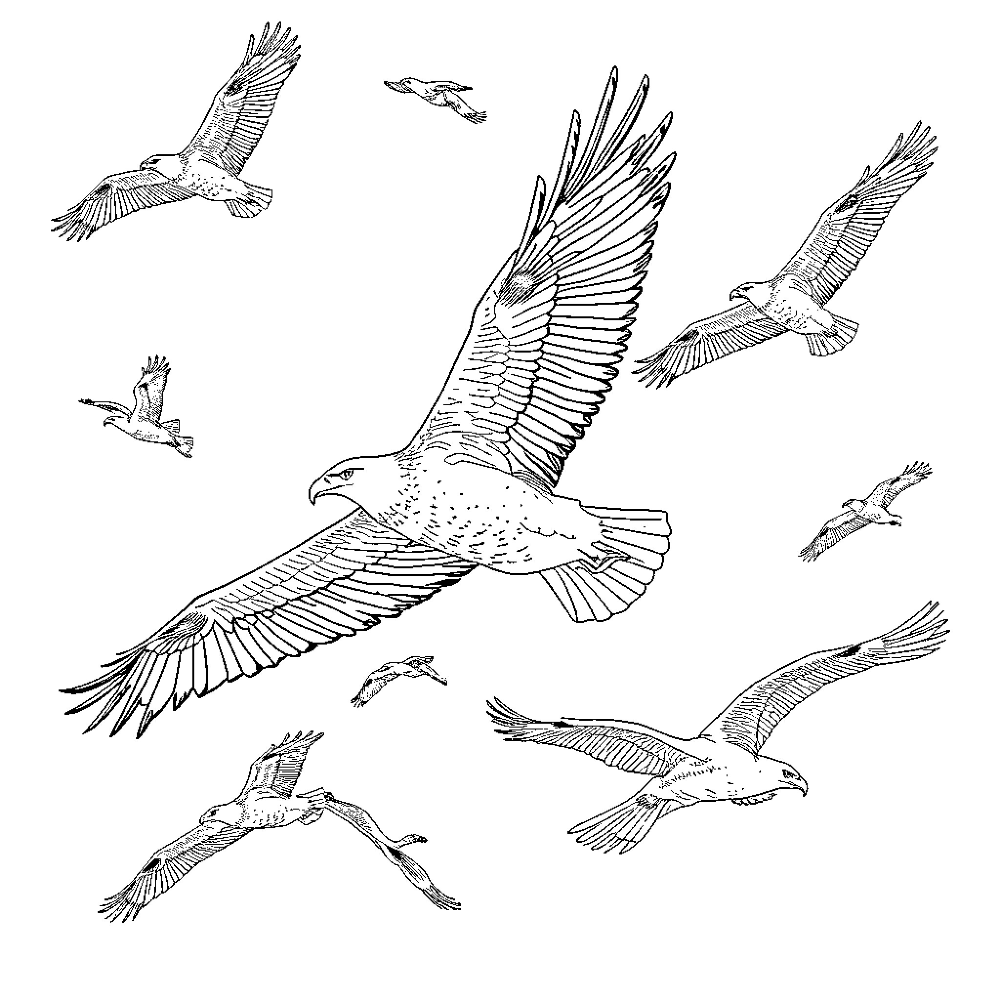 Eagle soaring majestically among clouds Coloring Page (free black-and-white line drawing printable PDF for all, from beginners to advanced learners, including children, teens, adults, and seniors)