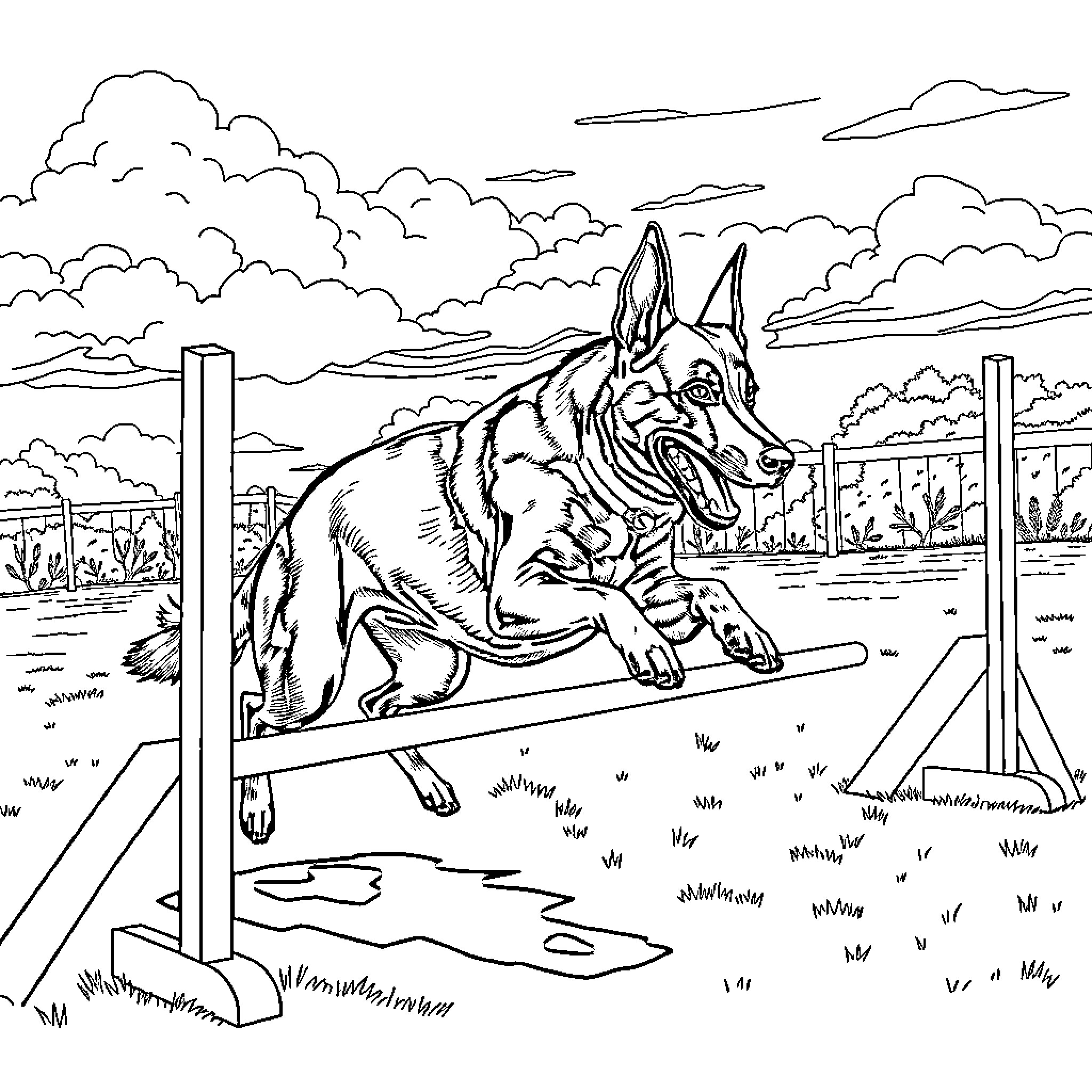 Malinois competing in agility course Coloring Page (free black-and-white line drawing printable PDF for all, from beginners to advanced learners, including children, teens, adults, and seniors)
