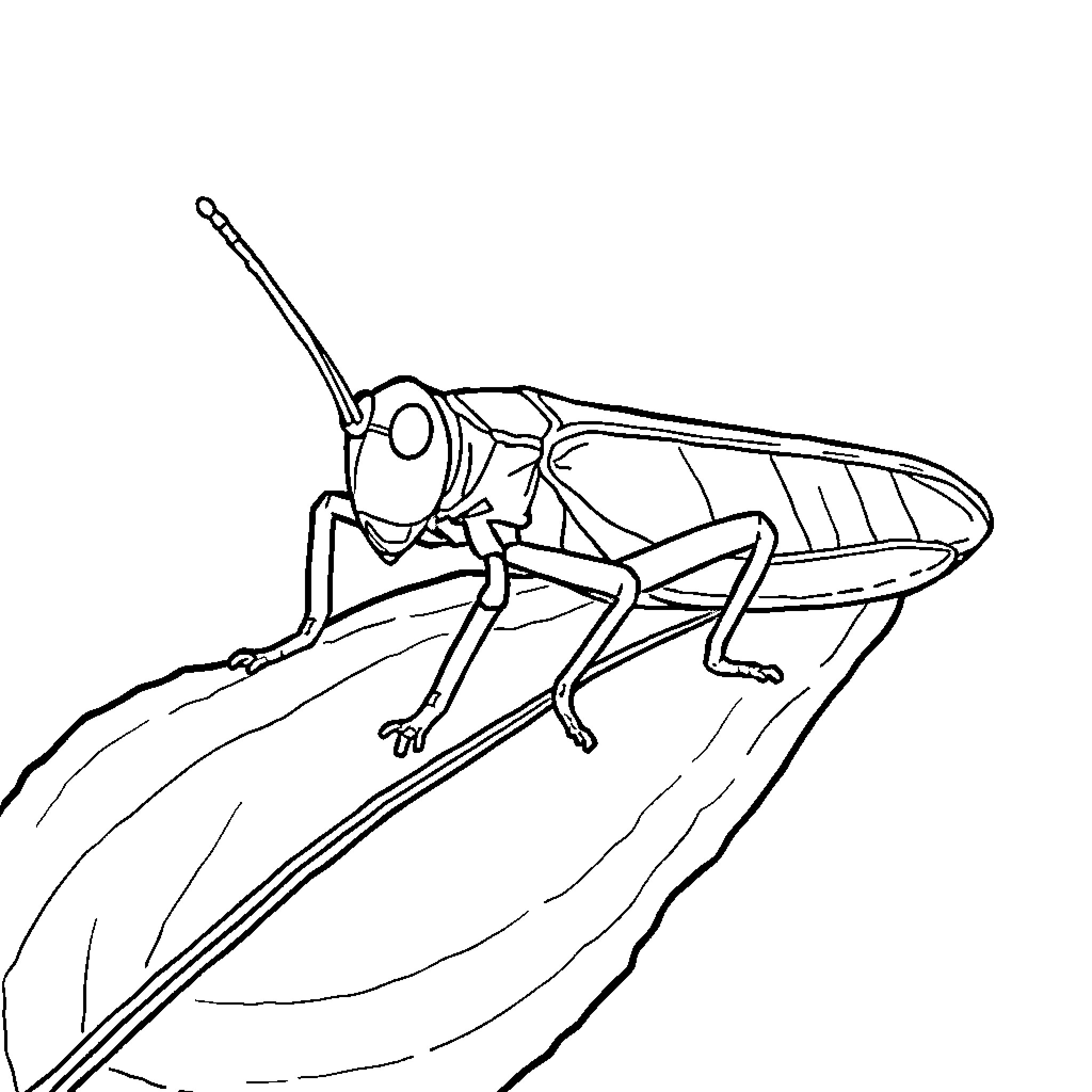 Grasshopper taking a leap on a leaf Coloring Page (free black-and-white line drawing printable PDF for all, from beginners to advanced learners, including children, teens, adults, and seniors)