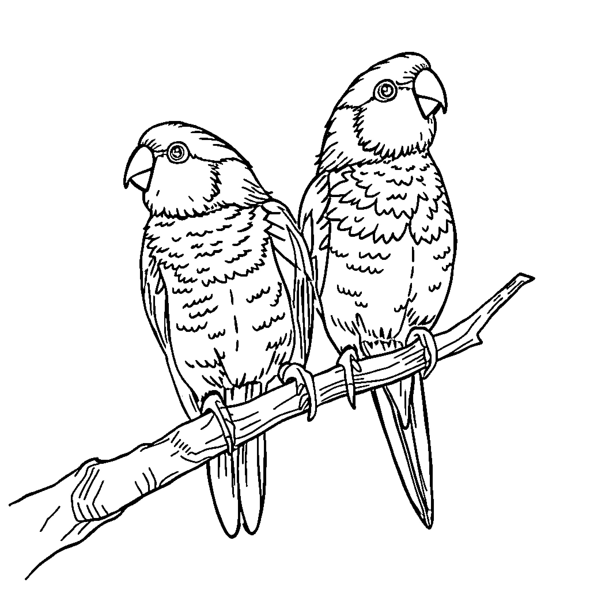 Titled parrots perched together Coloring Page (free black-and-white line drawing printable PDF for all, from beginners to advanced learners, including children, teens, adults, and seniors)