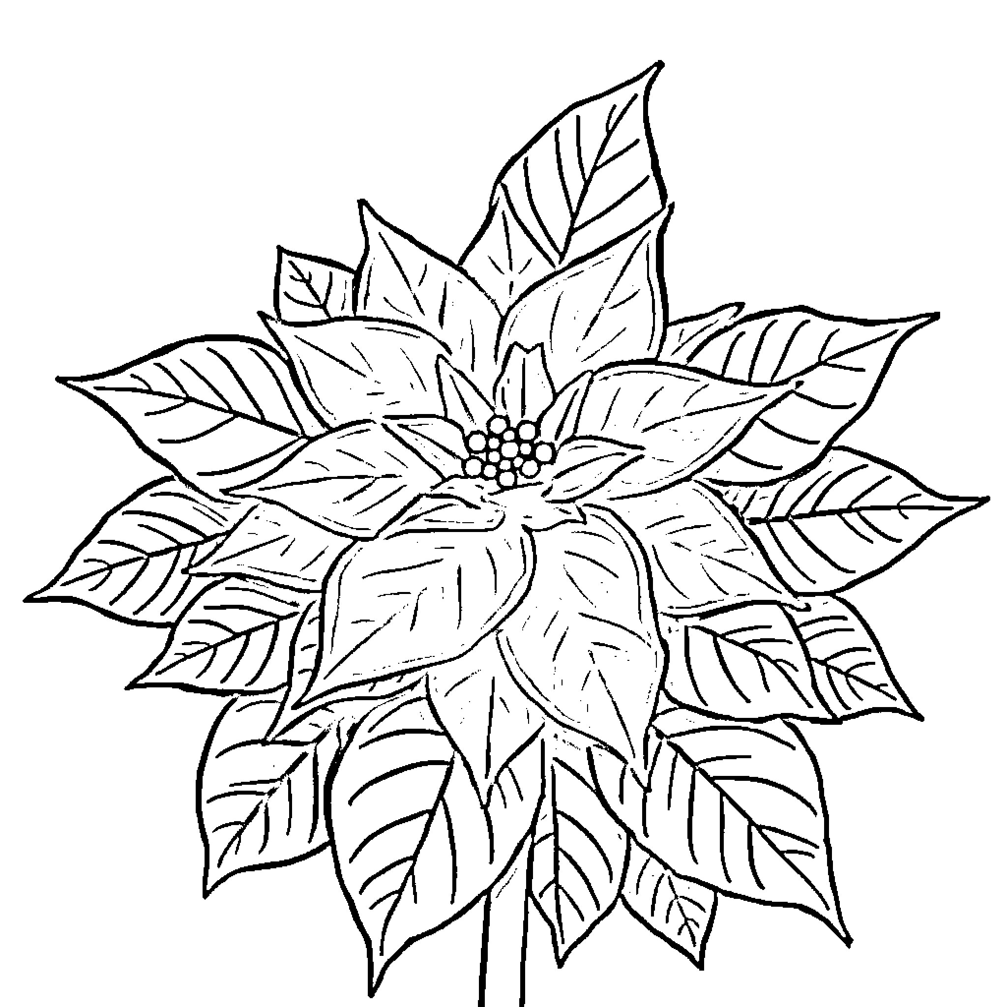 Poinsettia flower with detailed leaves Coloring Page (free black-and-white line drawing printable PDF for all, from beginners to advanced learners, including children, teens, adults, and seniors)