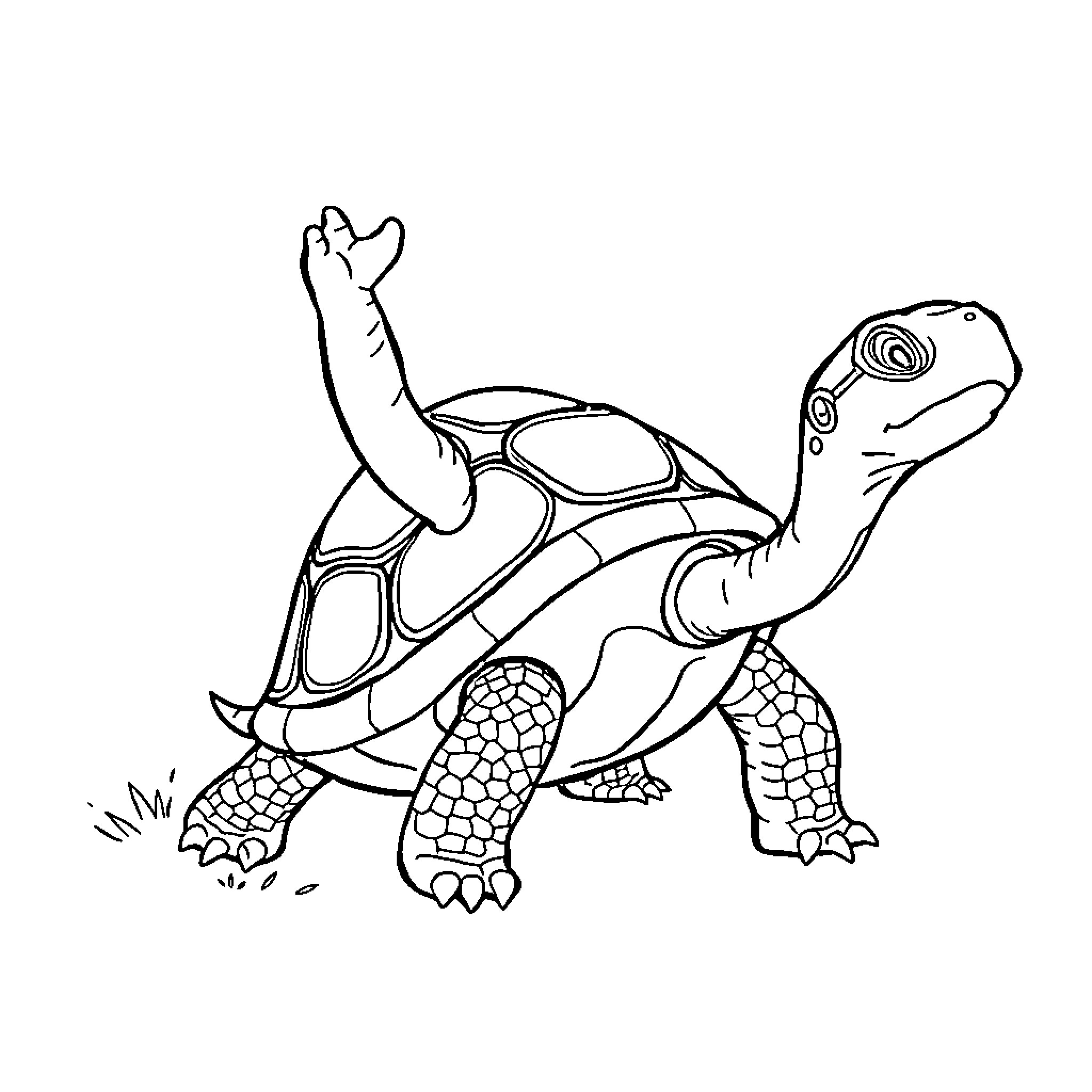 Tortuga turtle happily walking on the ground Coloring Page (free black-and-white line drawing printable PDF for all, from beginners to advanced learners, including children, teens, adults, and seniors)