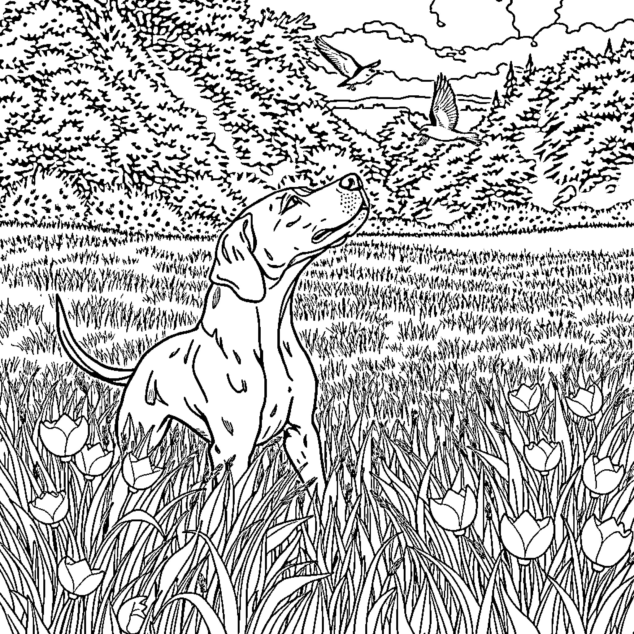 Vizsla exploring the lush meadow with birds Coloring Page (free black-and-white line drawing printable PDF for all, from beginners to advanced learners, including children, teens, adults, and seniors)