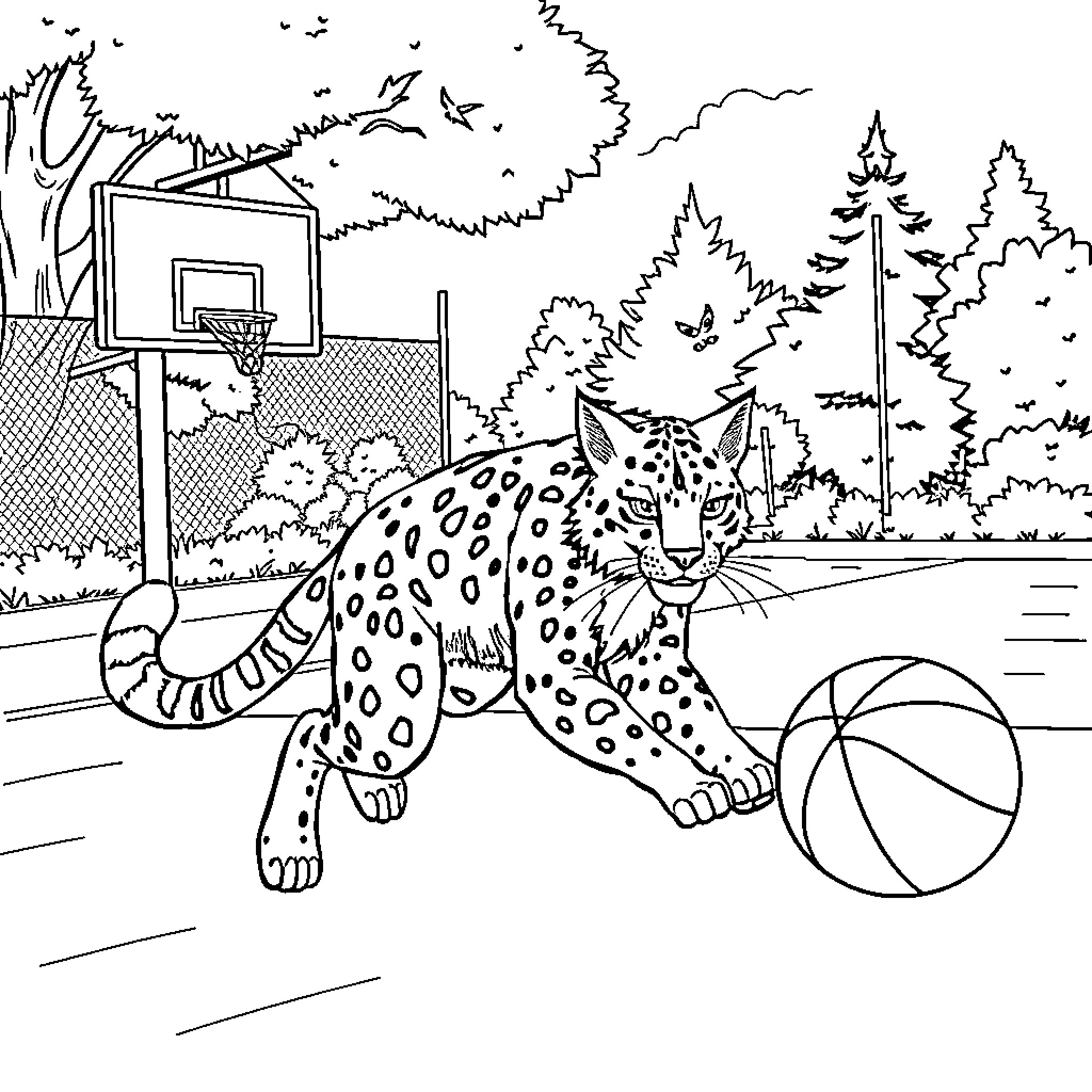 Bobcat playing with a basketball in the park Coloring Page (free black-and-white line drawing printable PDF for all, from beginners to advanced learners, including children, teens, adults, and seniors)