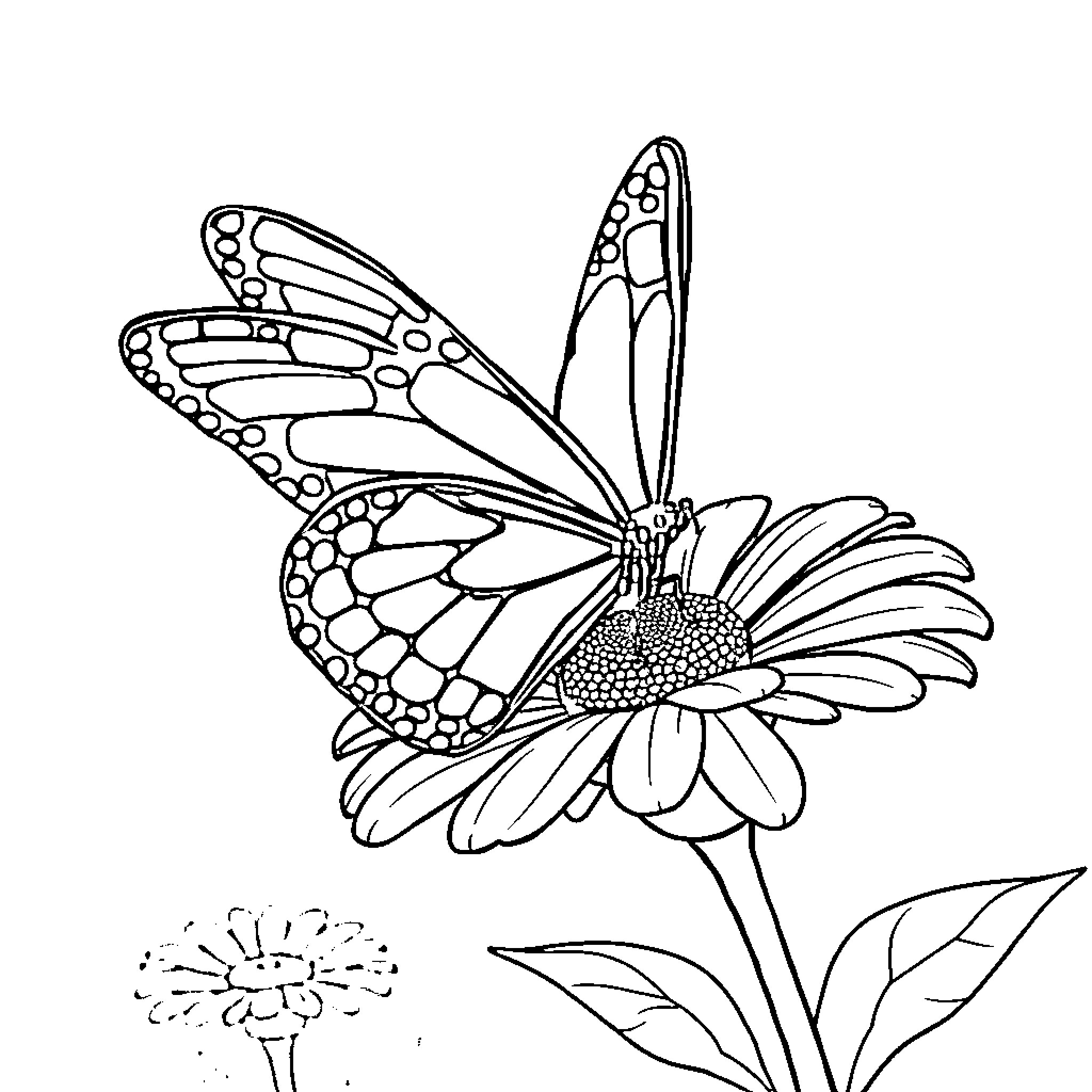 Butterfly resting on a blooming flower Coloring Page (free black-and-white line drawing printable PDF for all, from beginners to advanced learners, including children, teens, adults, and seniors)