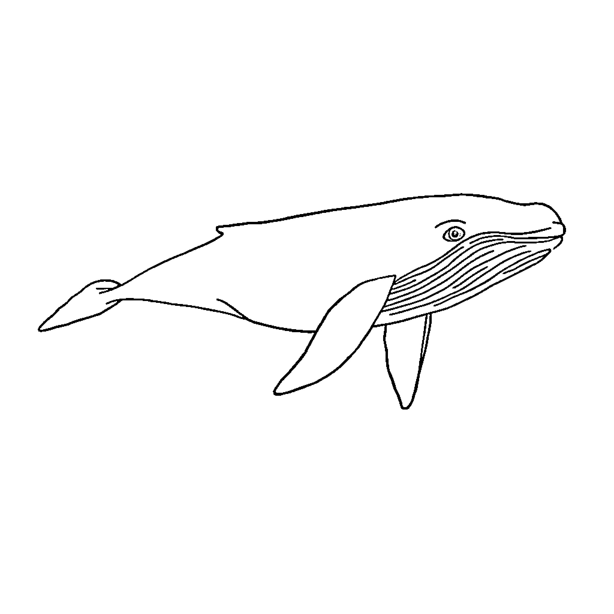Whale swimming gracefully in the ocean Coloring Page (free black-and-white line drawing printable PDF for all, from beginners to advanced learners, including children, teens, adults, and seniors)