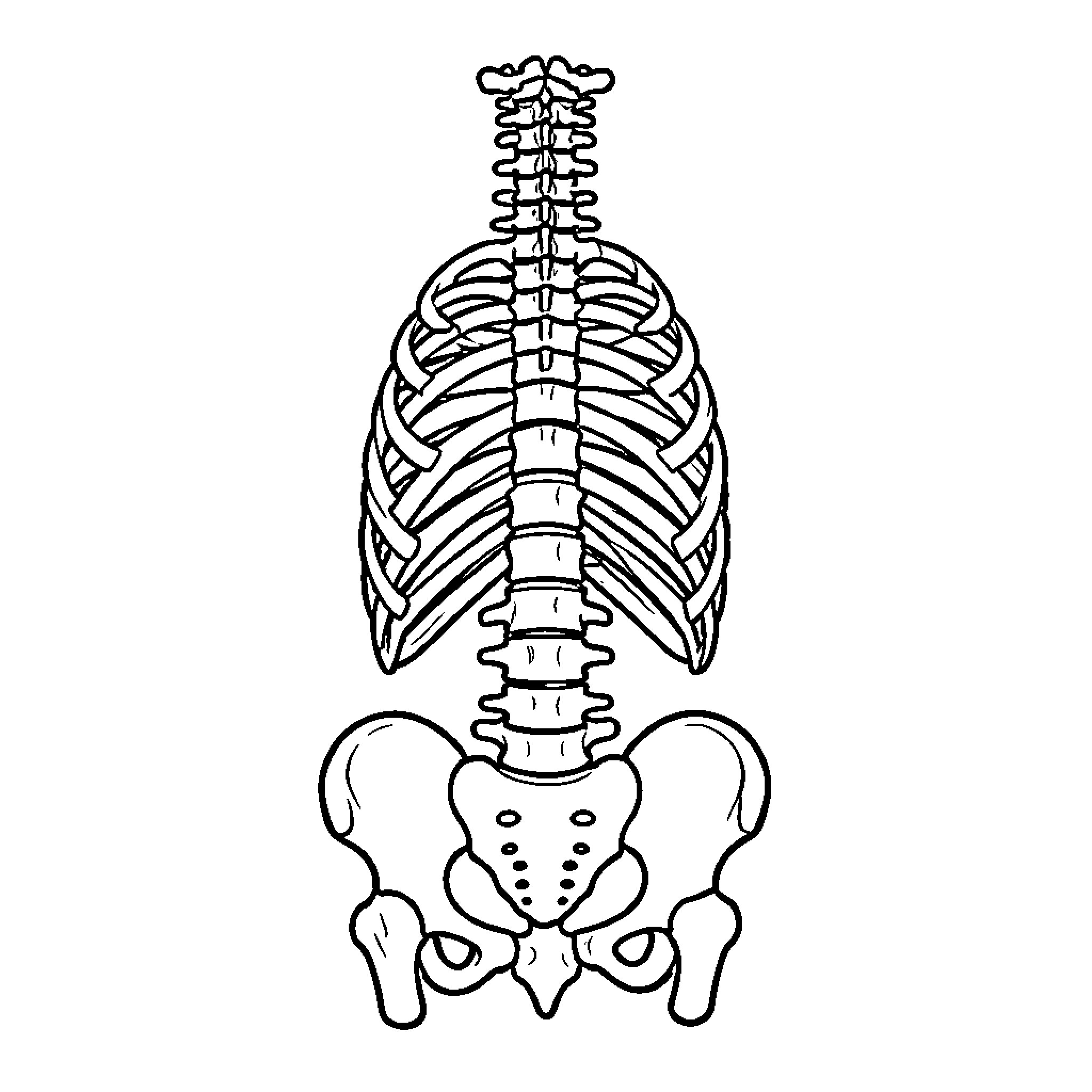 Vertebral Column and rib cage anatomical structure Coloring Page (free black-and-white line drawing printable PDF for all, from beginners to advanced learners, including children, teens, adults, and seniors)