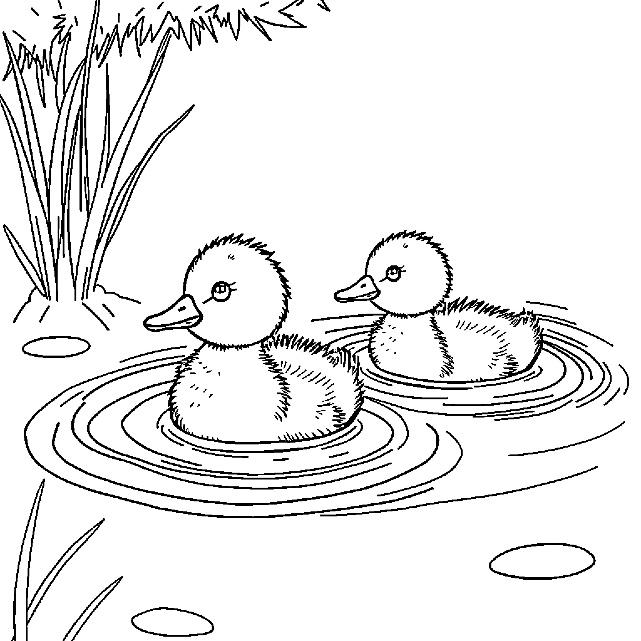 Duckling swimming happily in pond Coloring Page (free black-and-white line drawing printable PDF for all, from beginners to advanced learners, including children, teens, adults, and seniors)