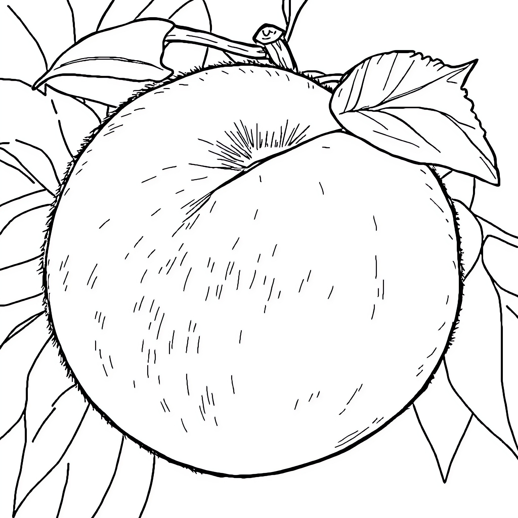 Peach with Leaves and Branches Coloring Page (free black-and-white line drawing printable PDF for all, from beginners to advanced learners, including children, teens, adults, and seniors)