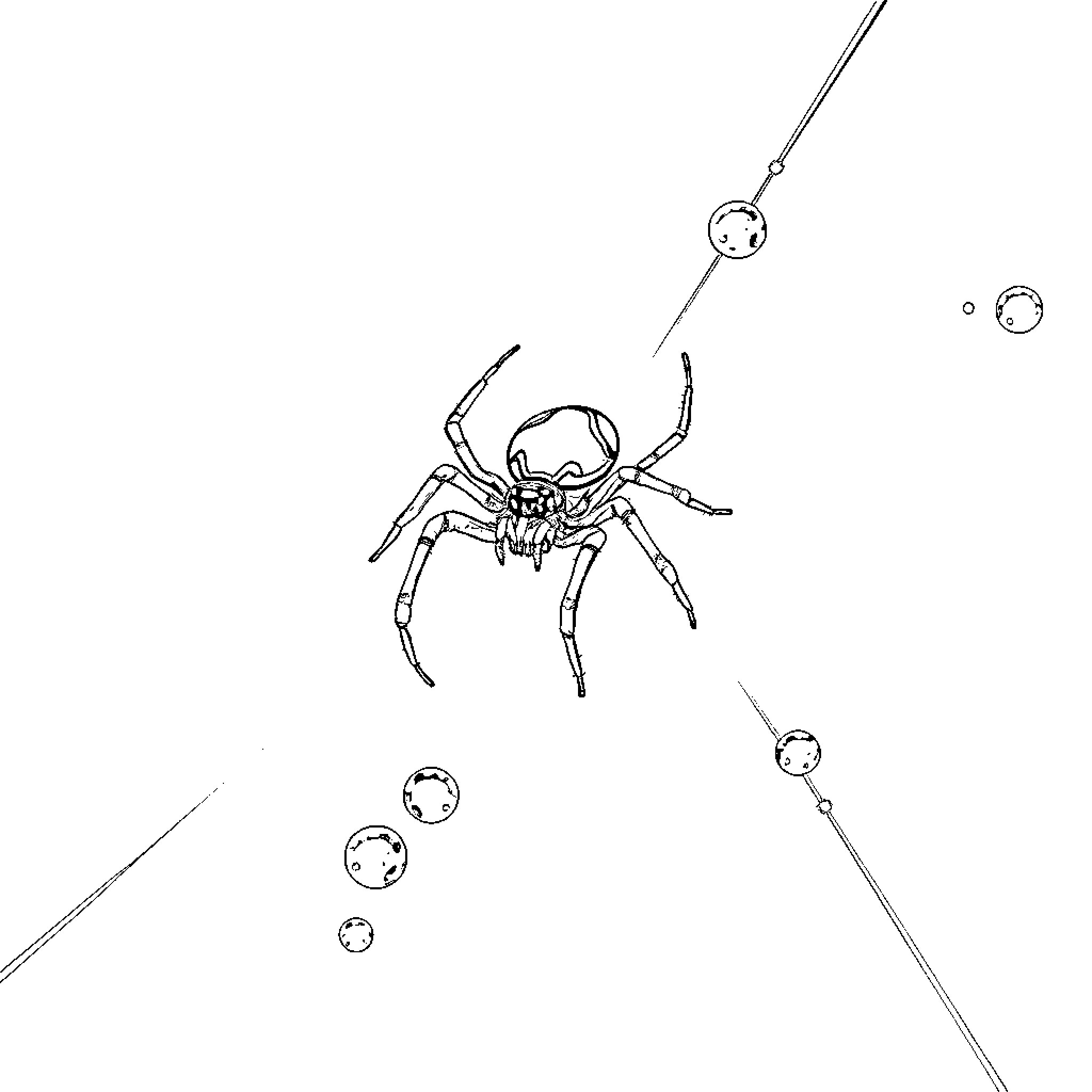 Spider hunting for prey in the dark Coloring Page (free black-and-white line drawing printable PDF for all, from beginners to advanced learners, including children, teens, adults, and seniors)
