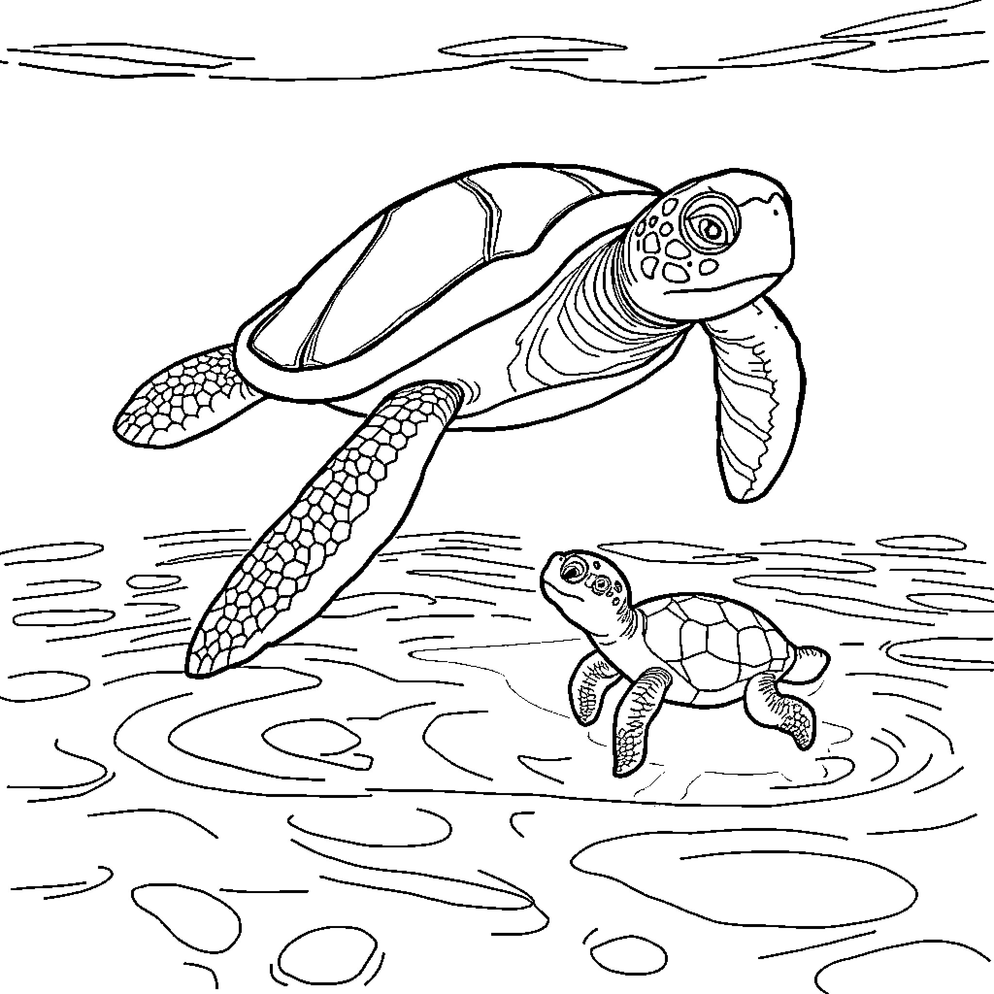 Turtle swimming in the ocean with baby turtle Coloring Page (free black-and-white line drawing printable PDF for all, from beginners to advanced learners, including children, teens, adults, and seniors)
